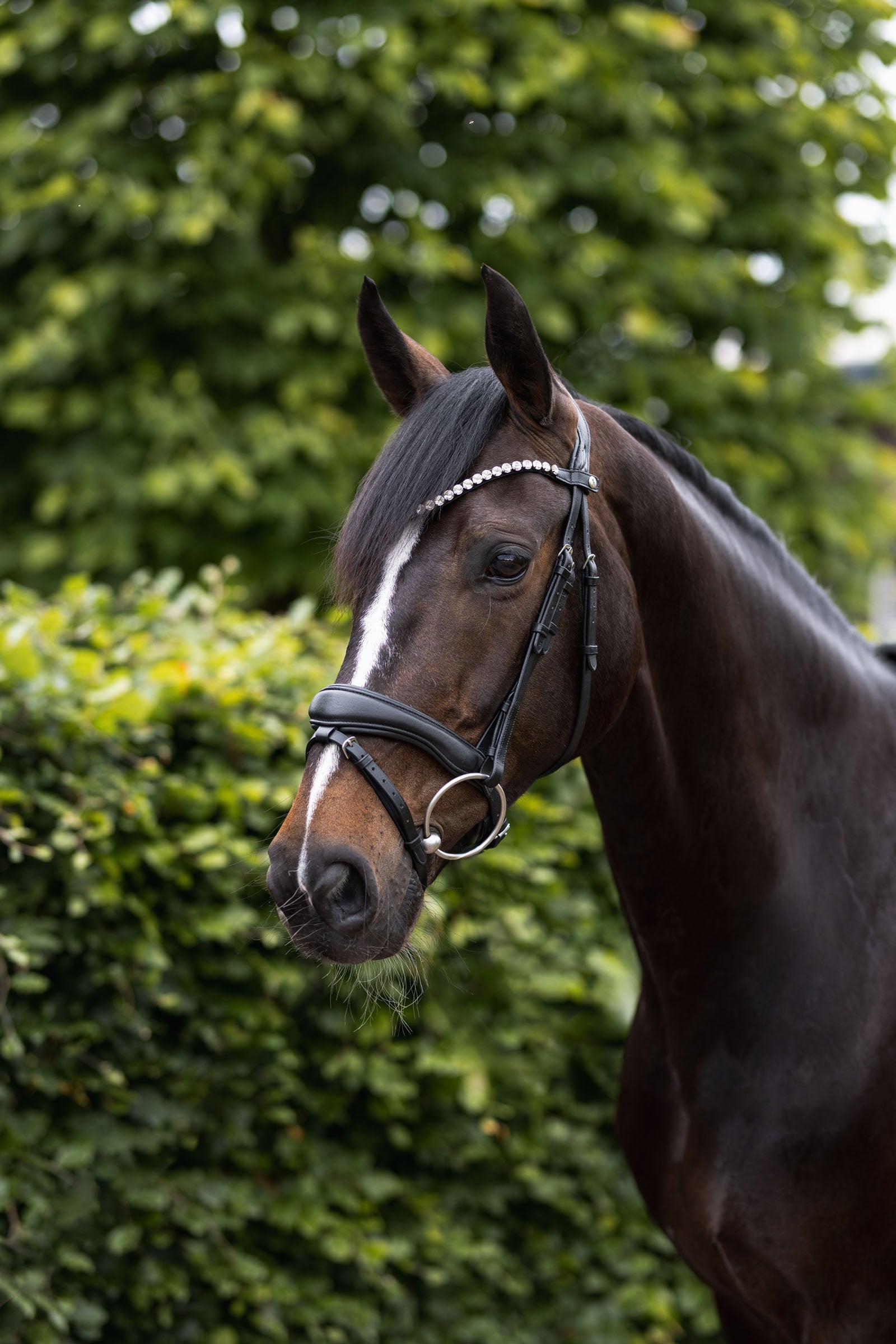 Horze Somerset Anatomic Bridle Bridles & Reins