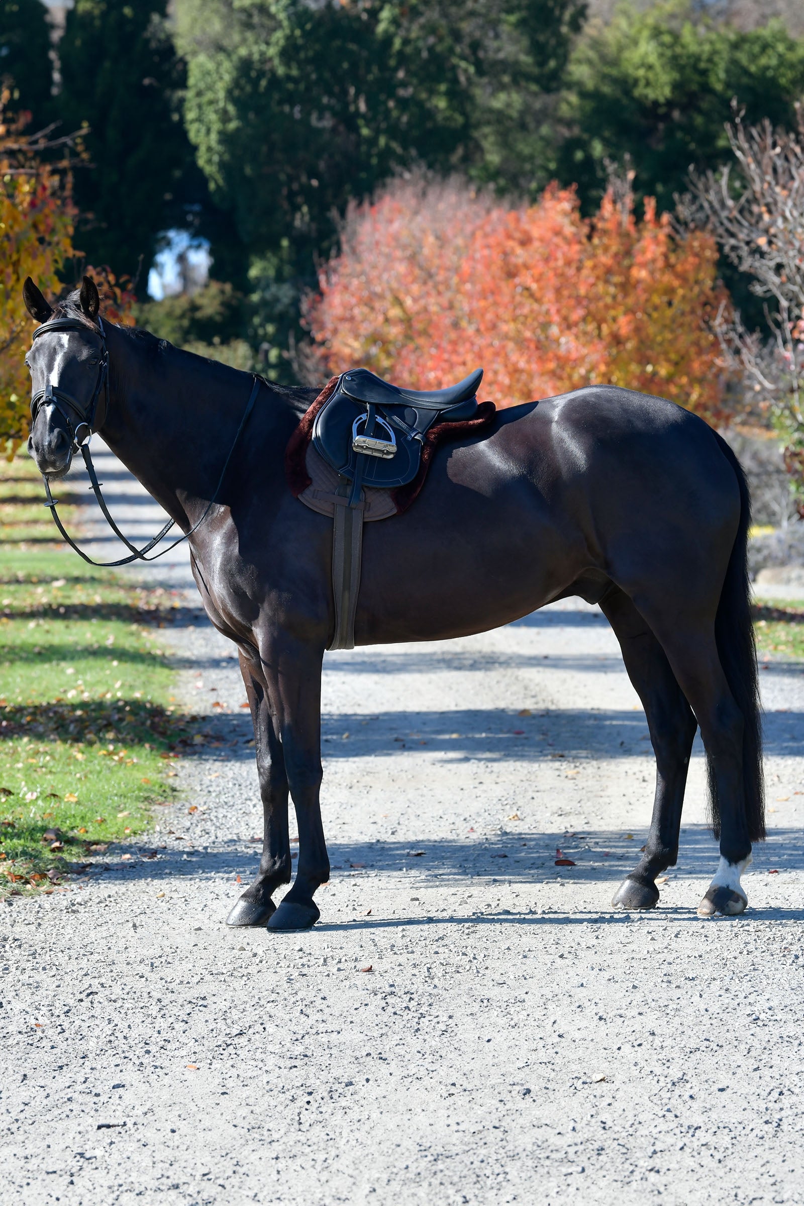 Weatherbeeta Prime Comfy Fleece Numnah Saddle Pads