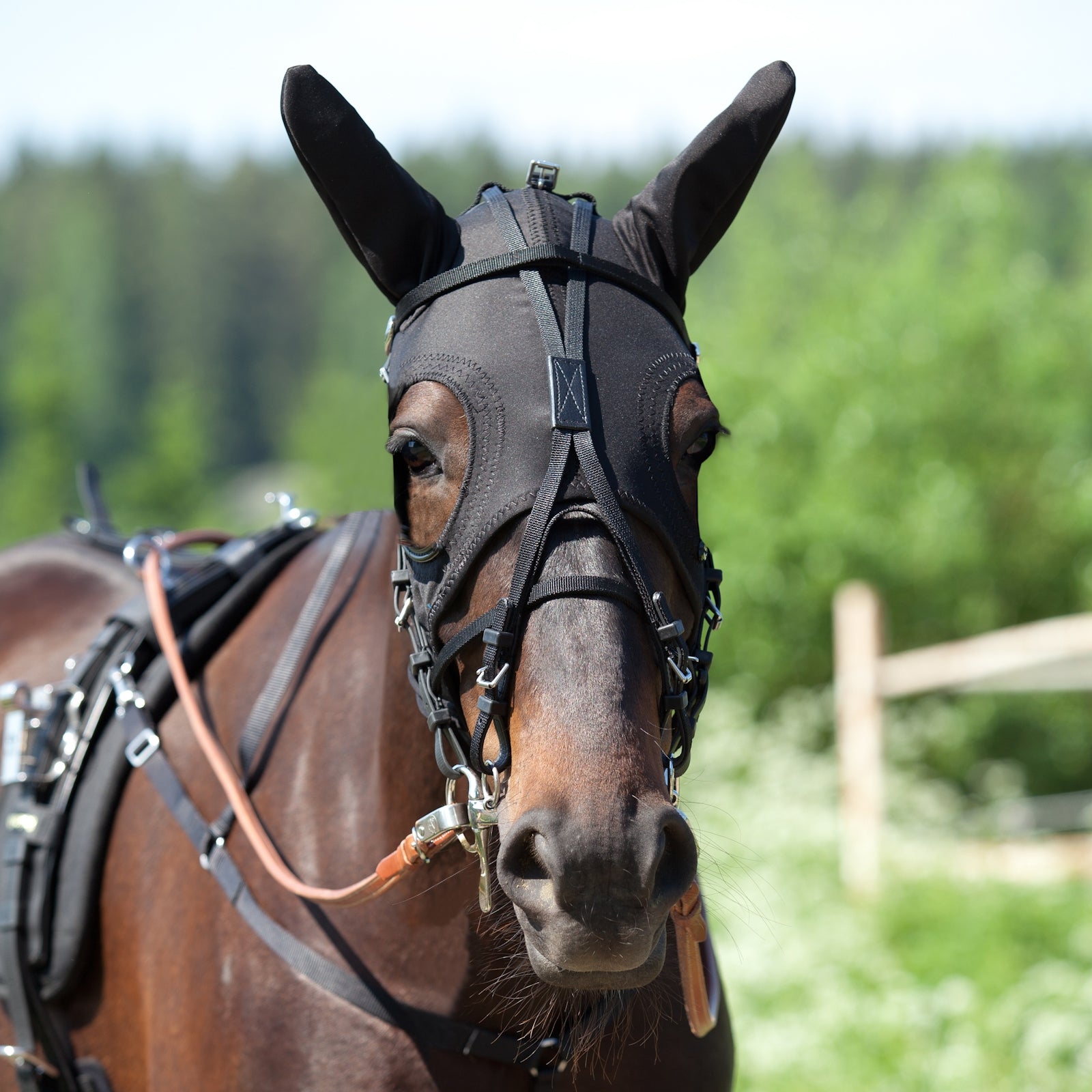 Finntack Gesichts-Haube mit Ohren Fahrsport