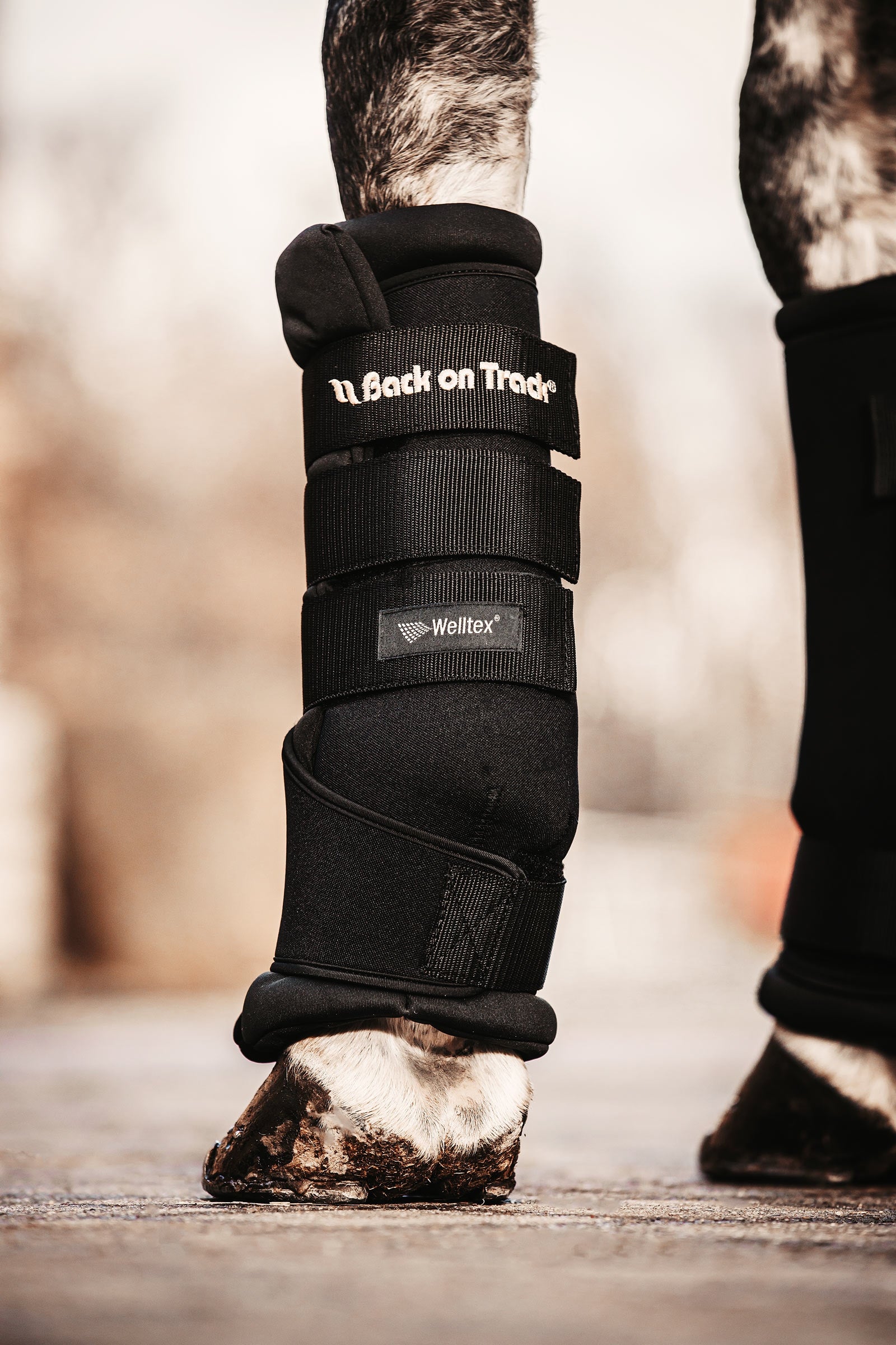 Back on Track Back On Track Quick Royal Stallgamaschen Leg Protection & Hoof Protection for Horses