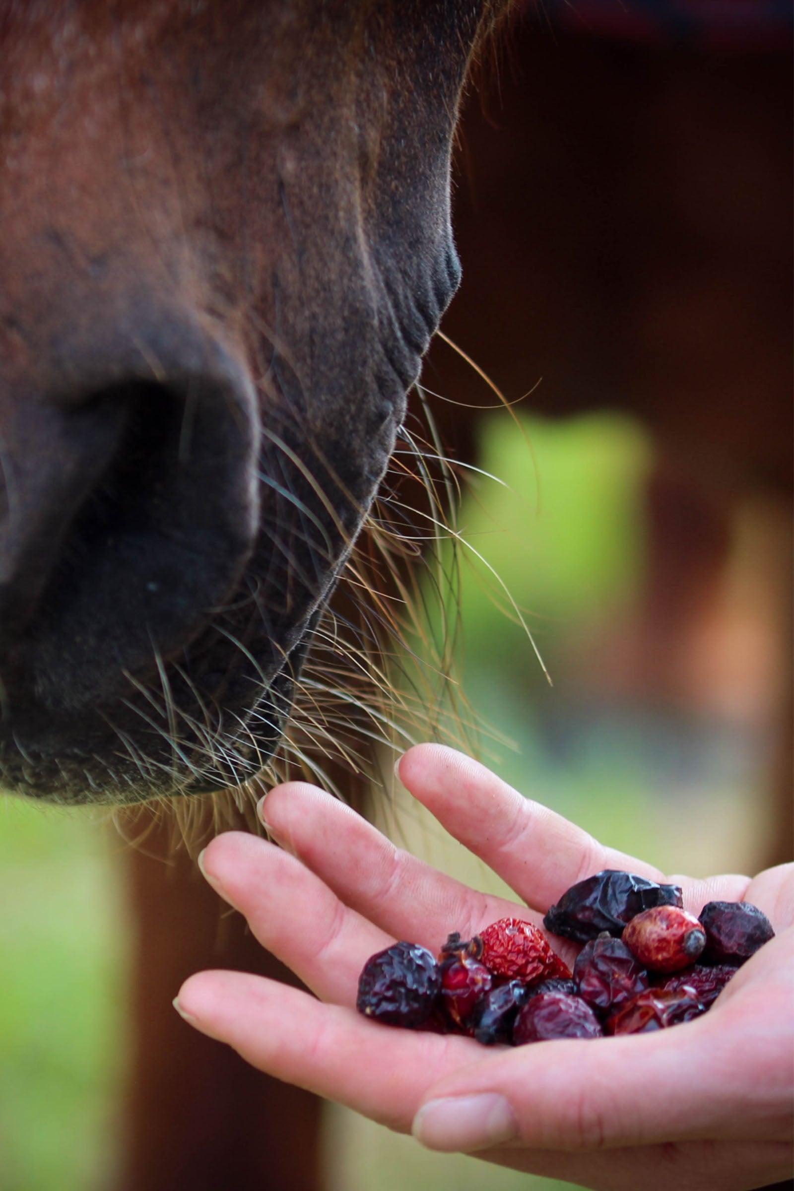 Stiefel Rosehip Whole Fruit, 500g Horse Feed & Nutrition