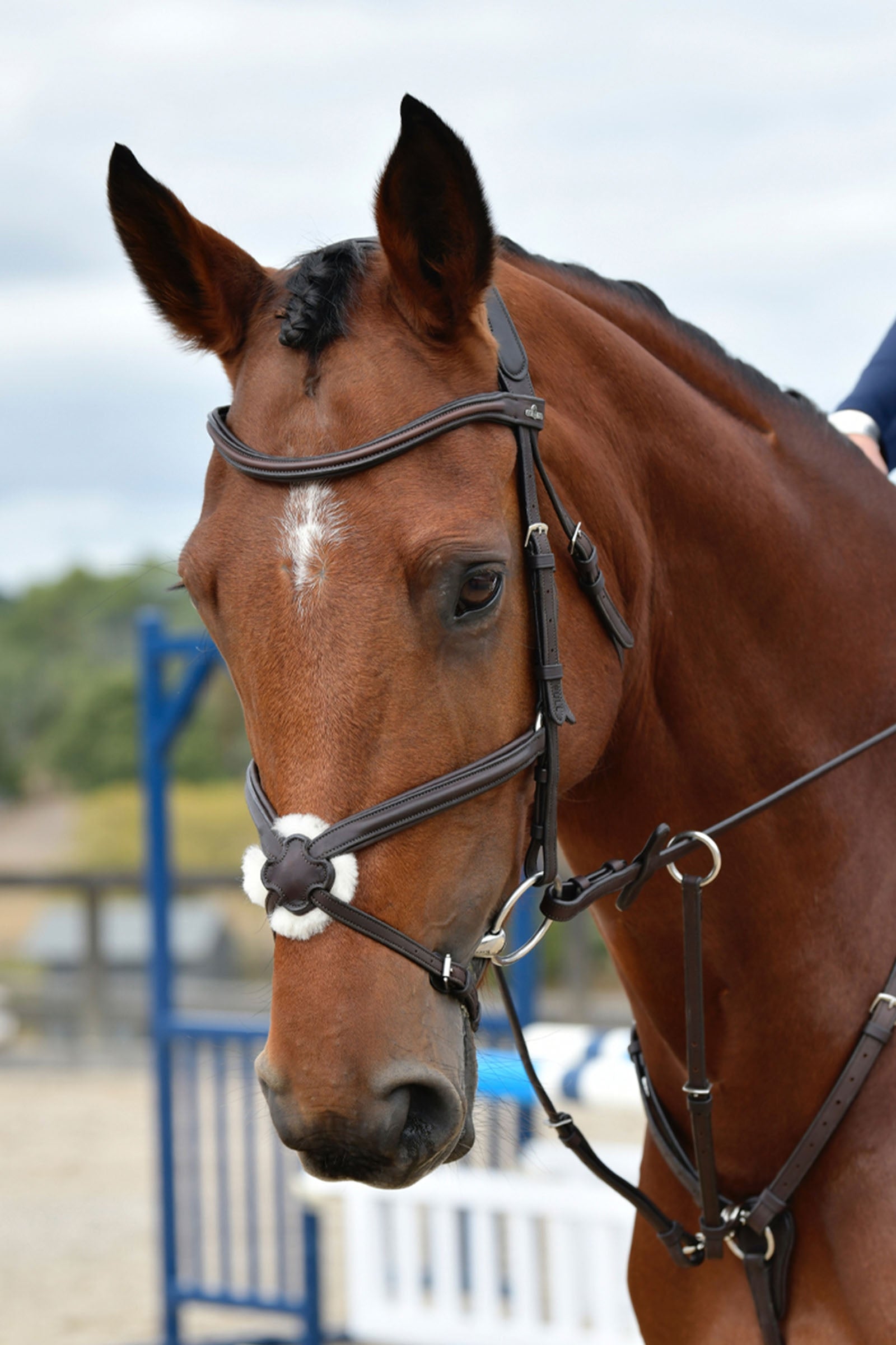 Collegiate Comfitec Opulux Plain Padded Grackle Bridle Bridles & Reins