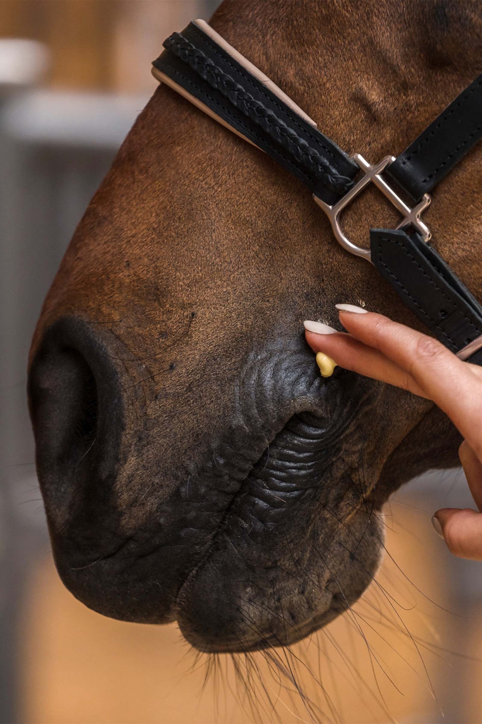 Zedan Calendula Intensive Balm, 200ml Horse Health Care