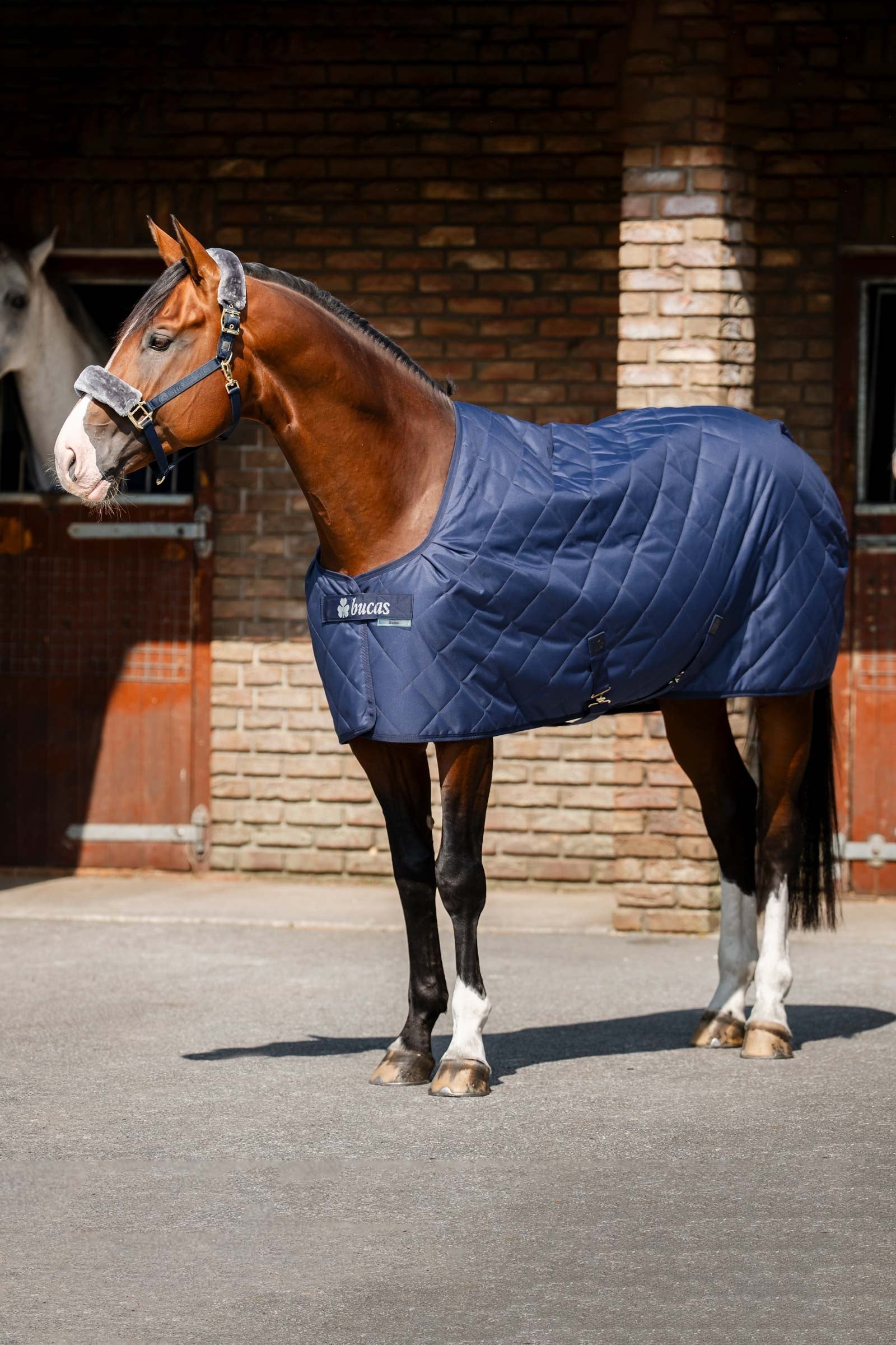 Bucas Cosy Stable Rug Horse Rugs
