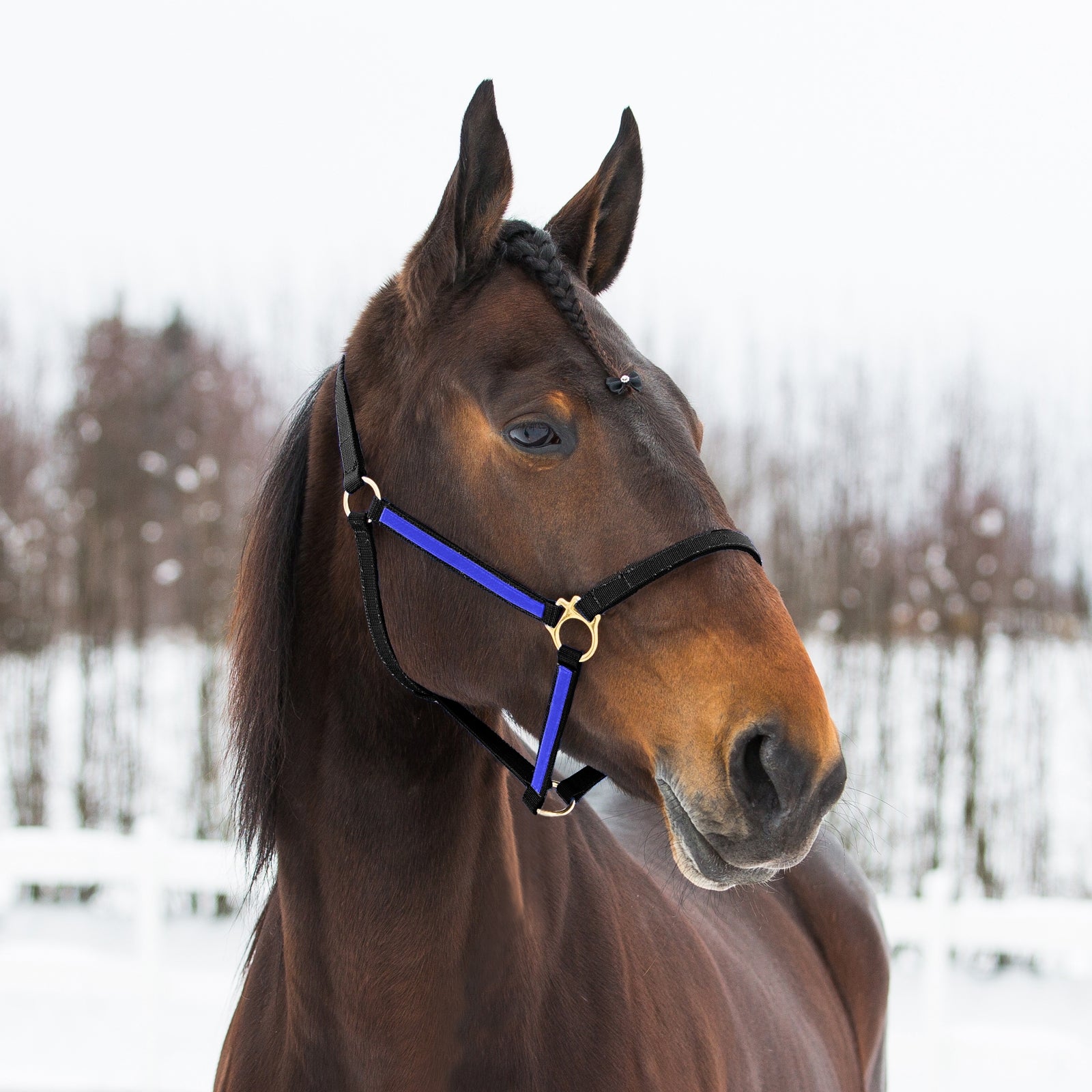 Finntack Yankee Nylon-Halfter, 20mm Halfter & Stricke