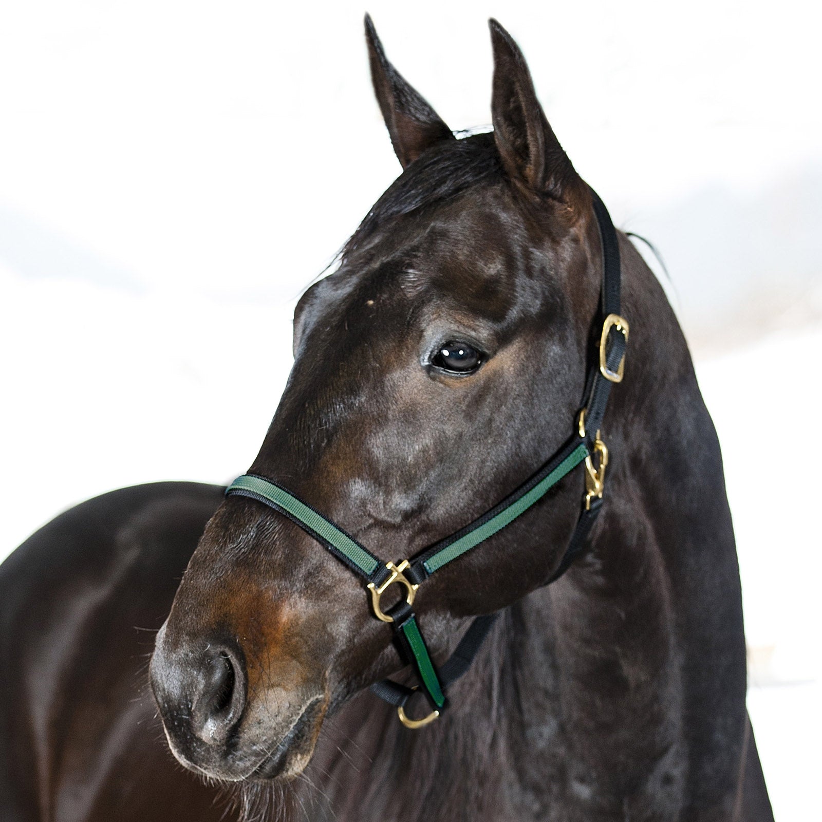 Finntack Yankee Nylon-Halfter, 20mm Halfter & Stricke