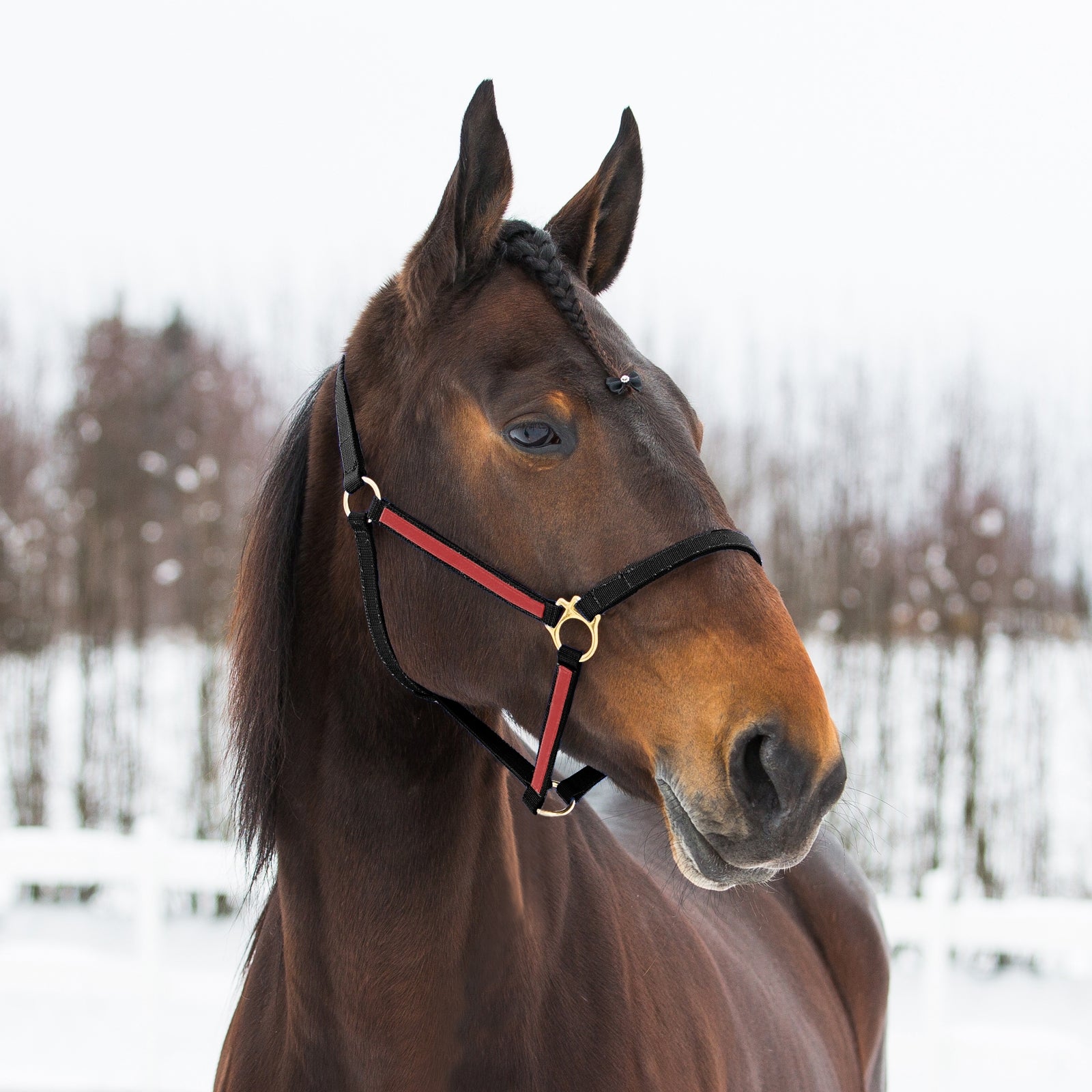 Finntack Yankee Nylon-Halfter, 20mm Halfter & Stricke