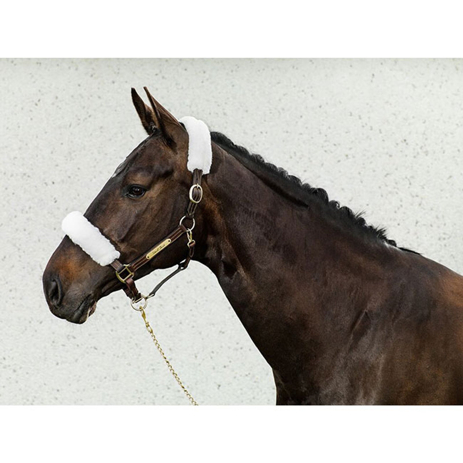 Back on Track Halfter-Überzüge Halfter & Stricke