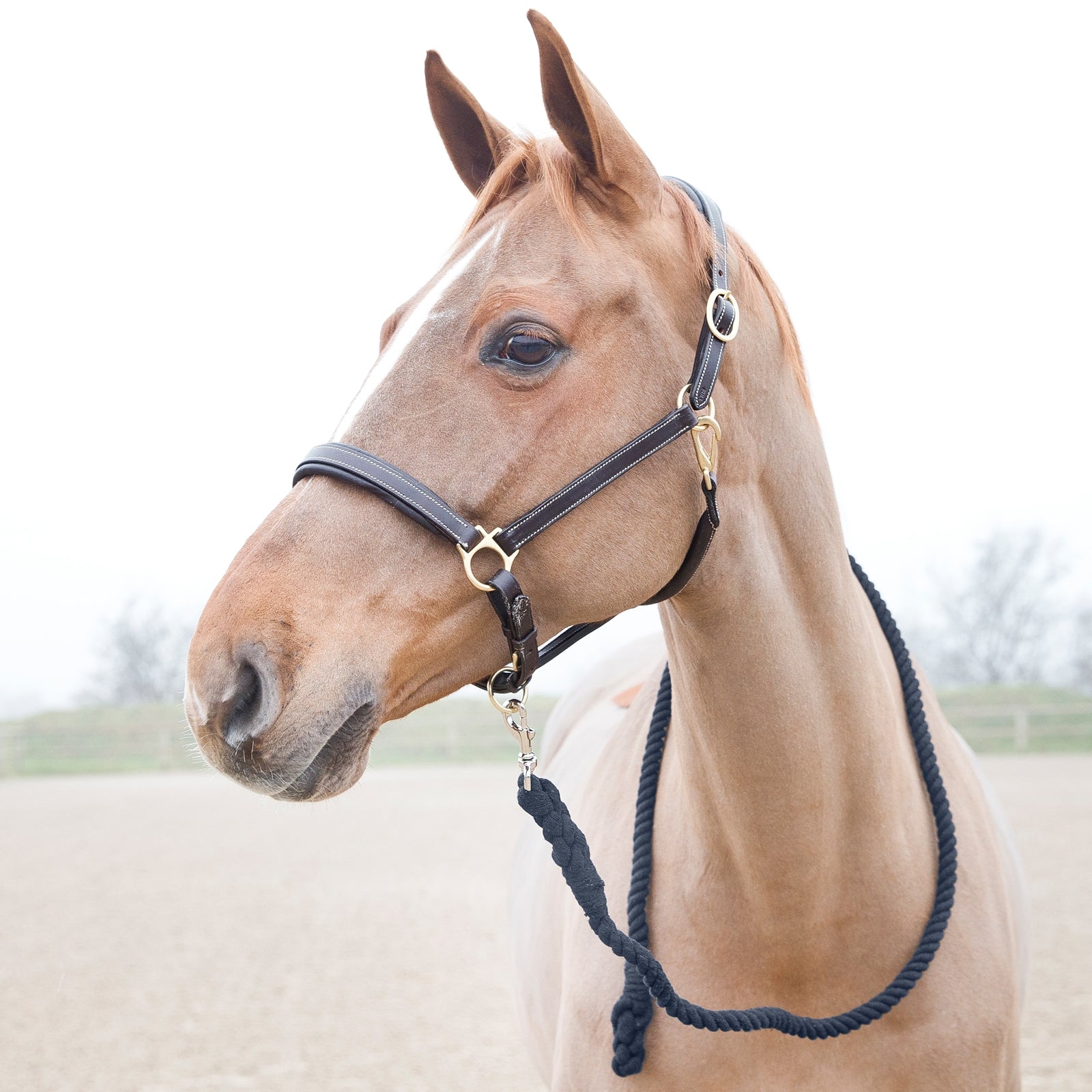 Horze Price-Z Lead Halters & Leads
