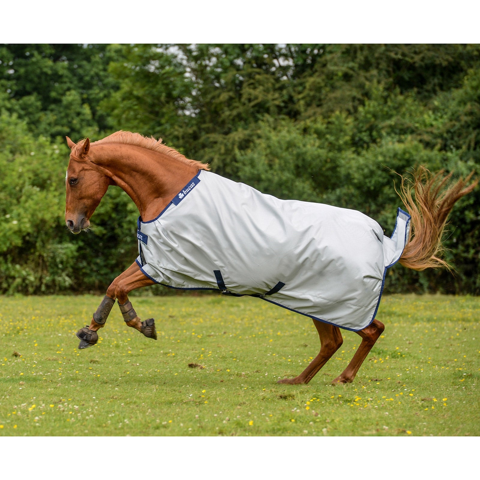 Bucas Bucas Power Turnout Light Classic rug Horse Rugs