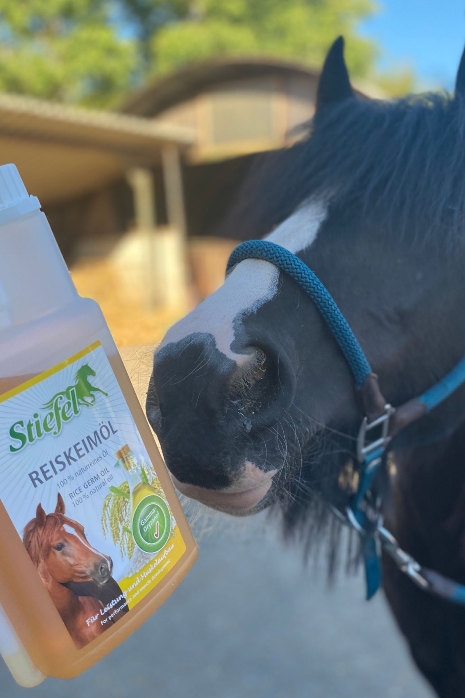 Stiefel Rice Germ Oil, 1l Horse Feed & Nutrition