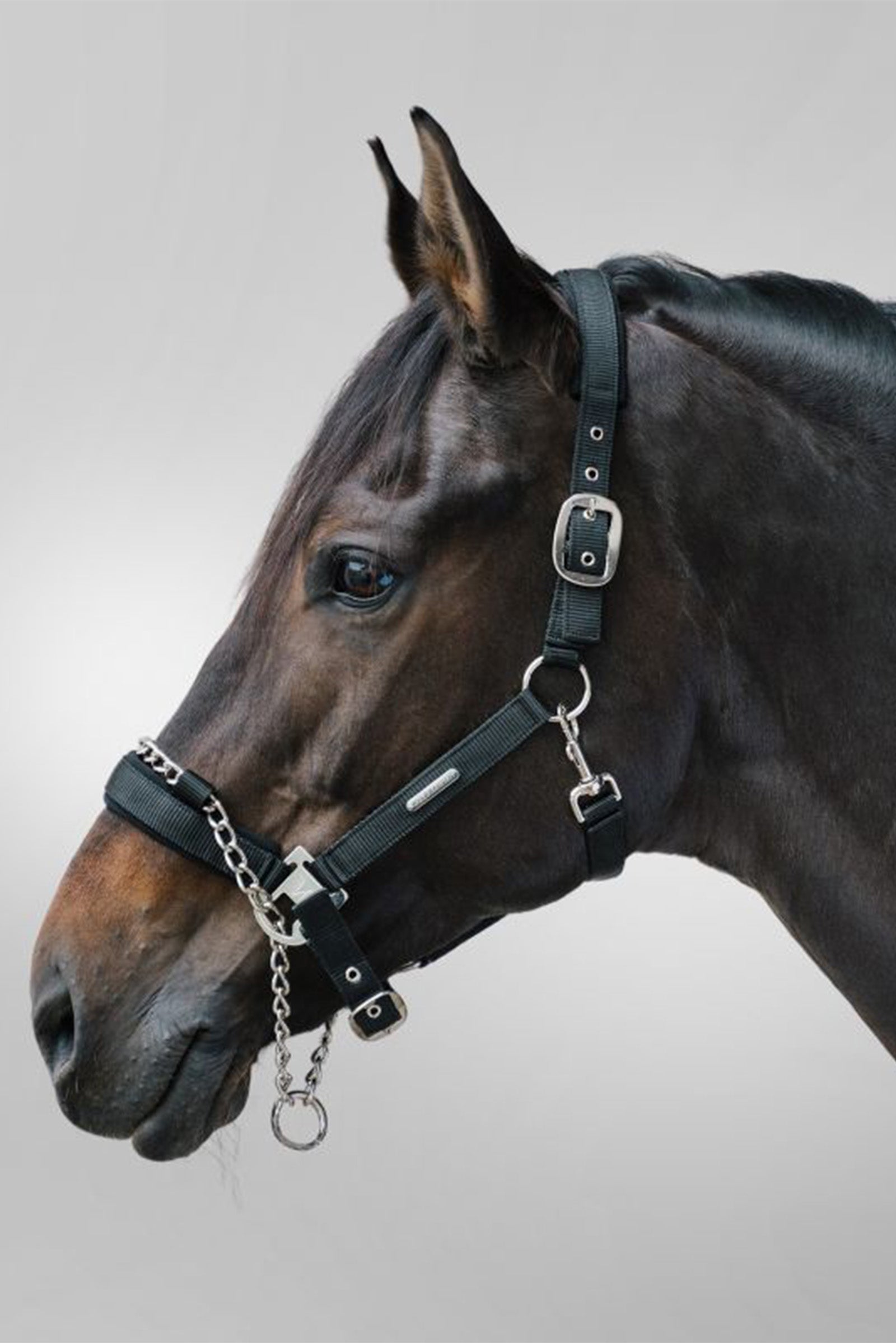 Waldhausen Pro Safety halter Halters & Leads