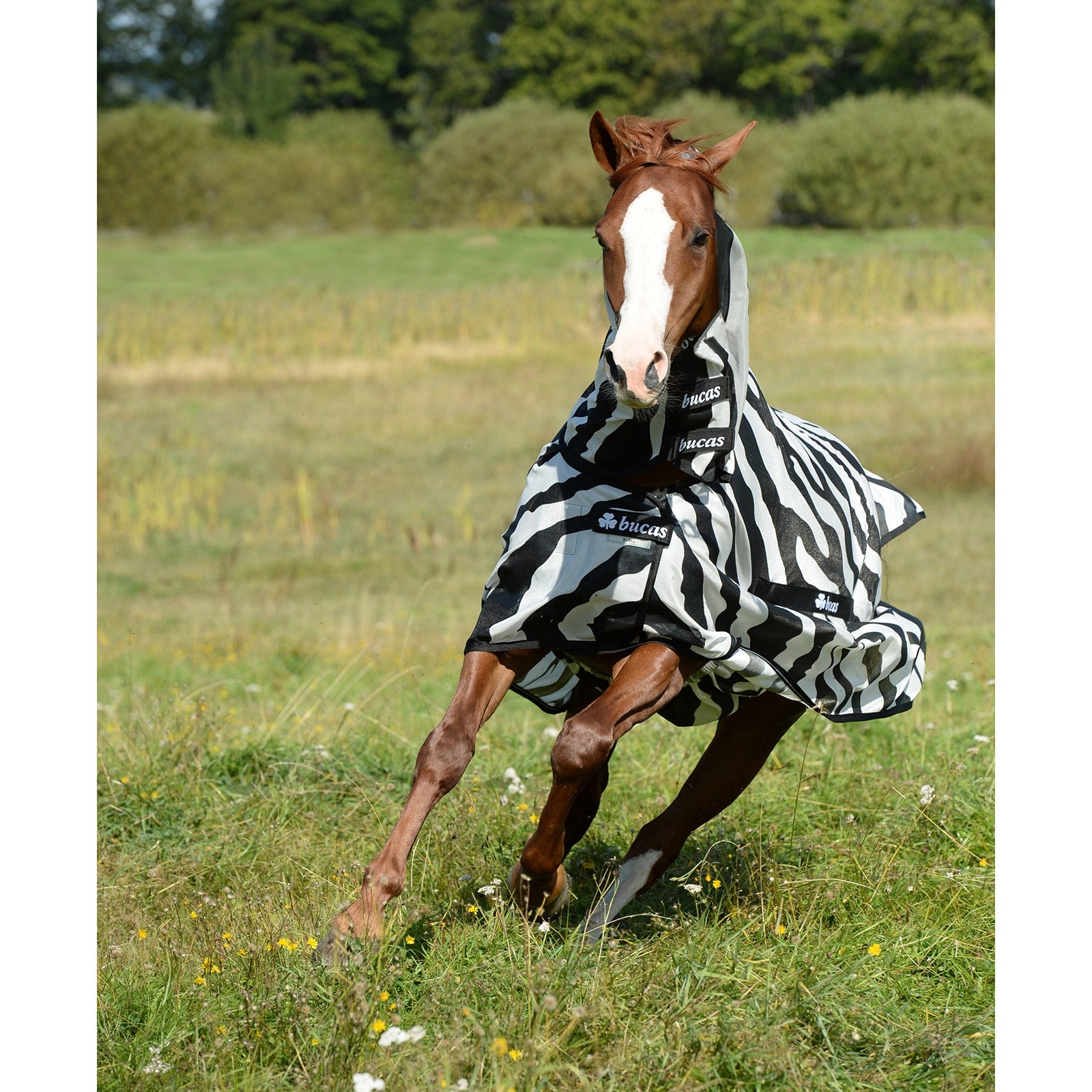 Bucas Buzz Off Zebra Fly Rug with fixed neck Horse Rugs