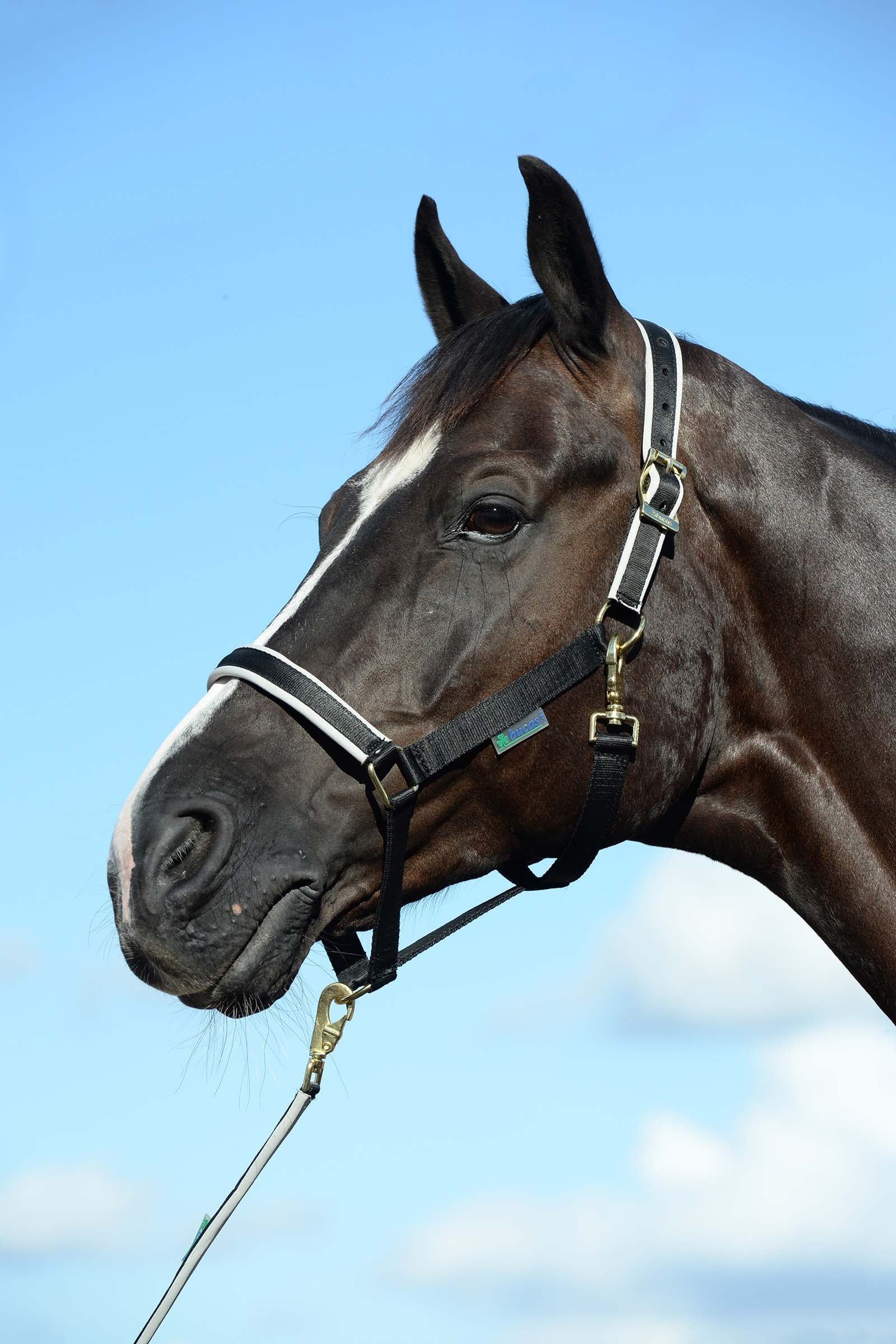 Bucas Dublin Gepolstertes Halfter Halfter & Stricke