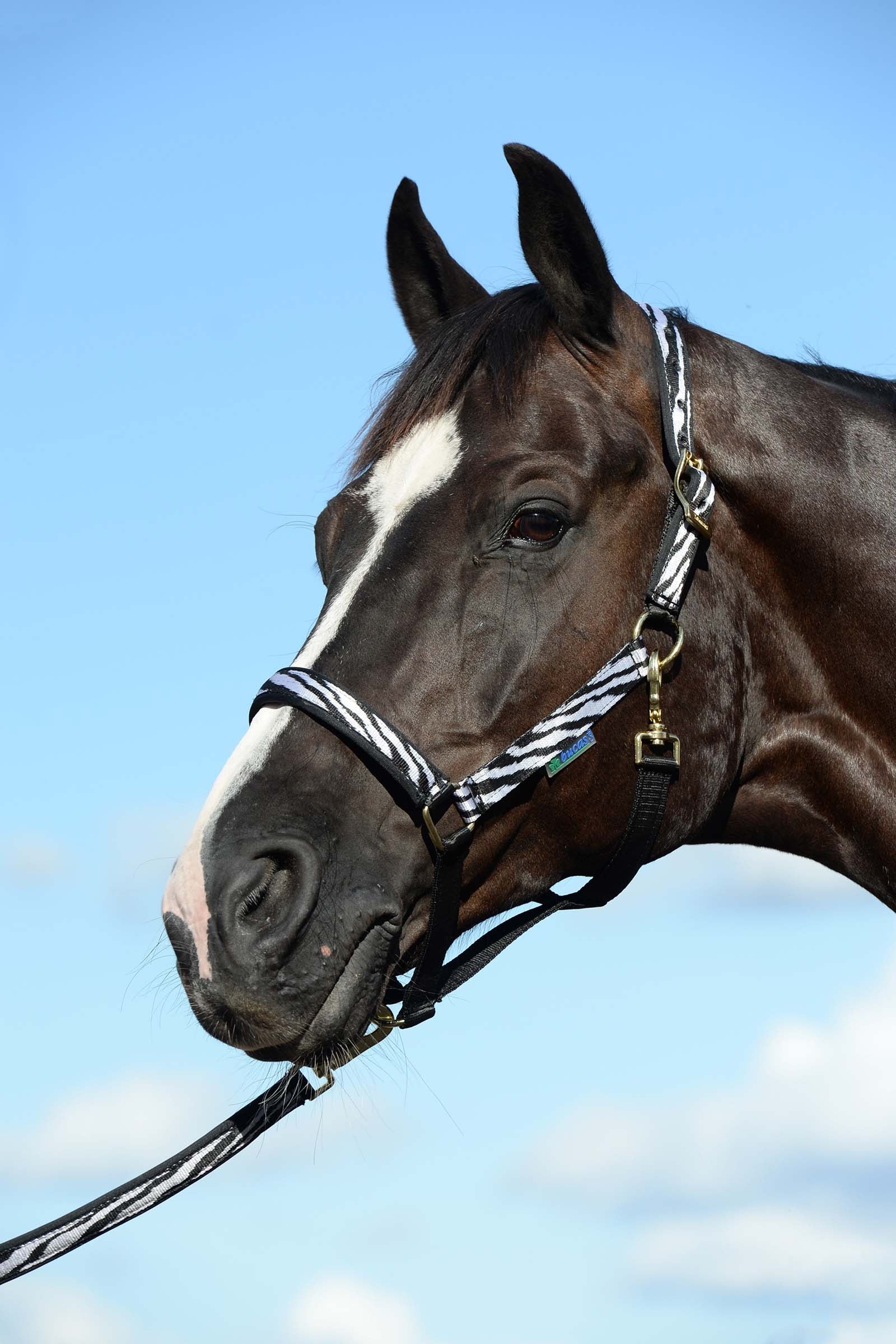 Bucas Dublin Gepolstertes Halfter Halfter & Stricke