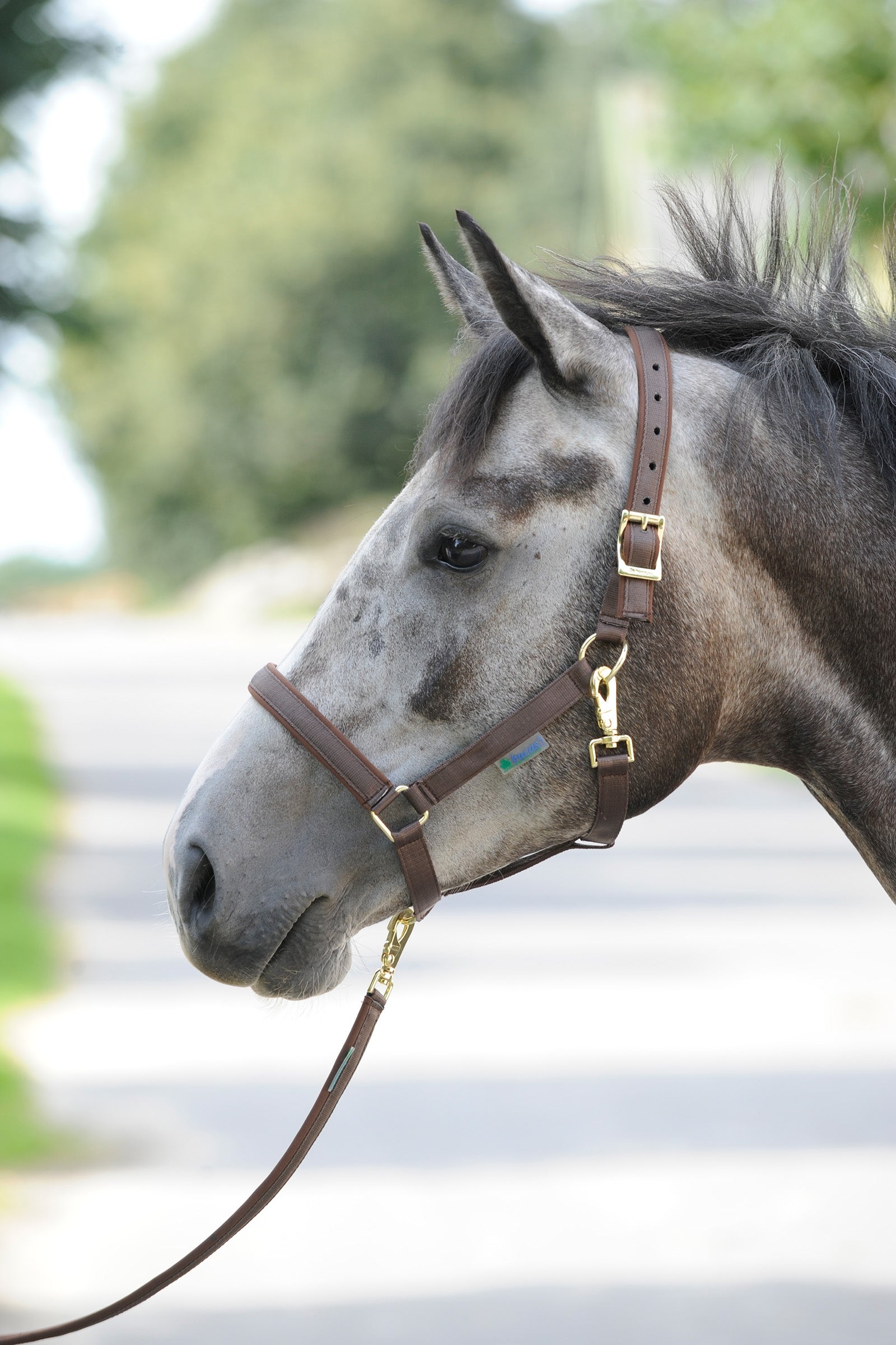 Bucas Dublin Gepolstertes Halfter Halfter & Stricke