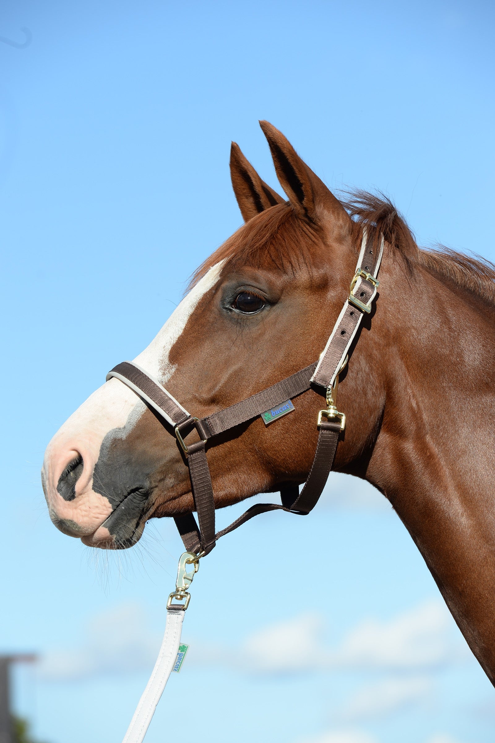 Bucas Dublin Gepolstertes Halfter Halfter & Stricke