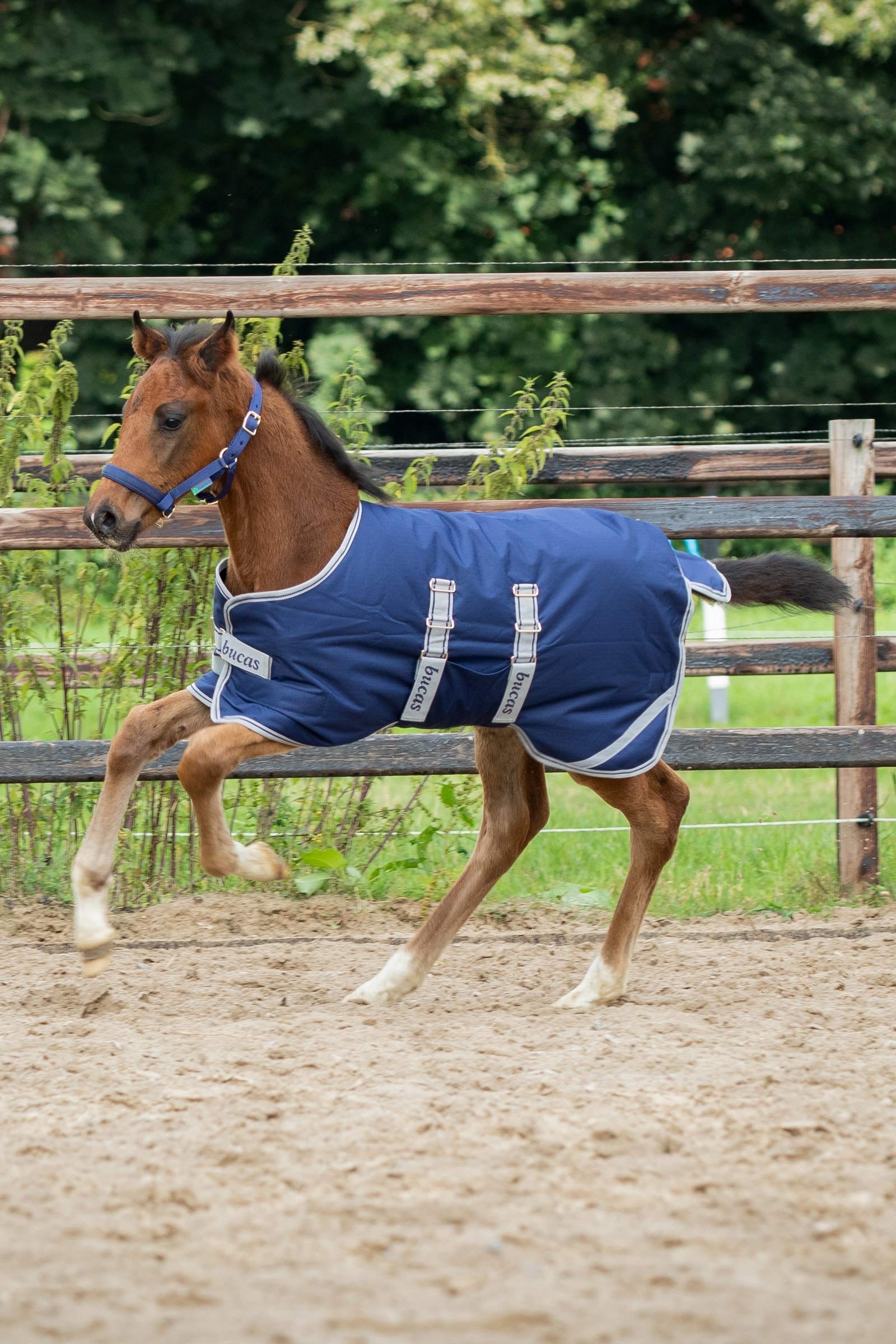 Bucas Foal Turnout Rug, 50g Horse Rugs