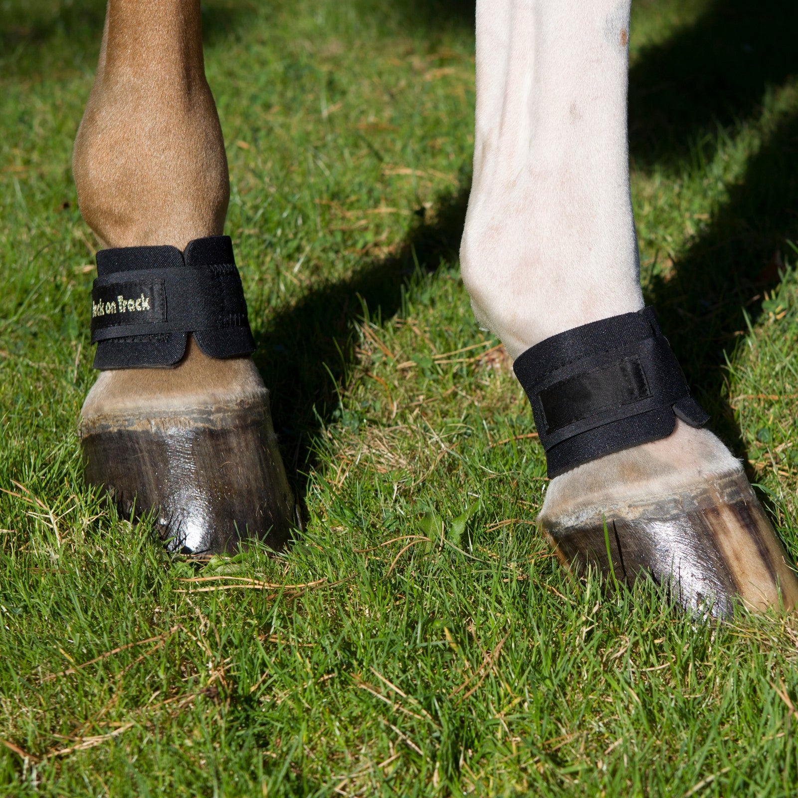 Back on Track Fesselbeugenschoner Leg Protection & Hoof Protection for Horses