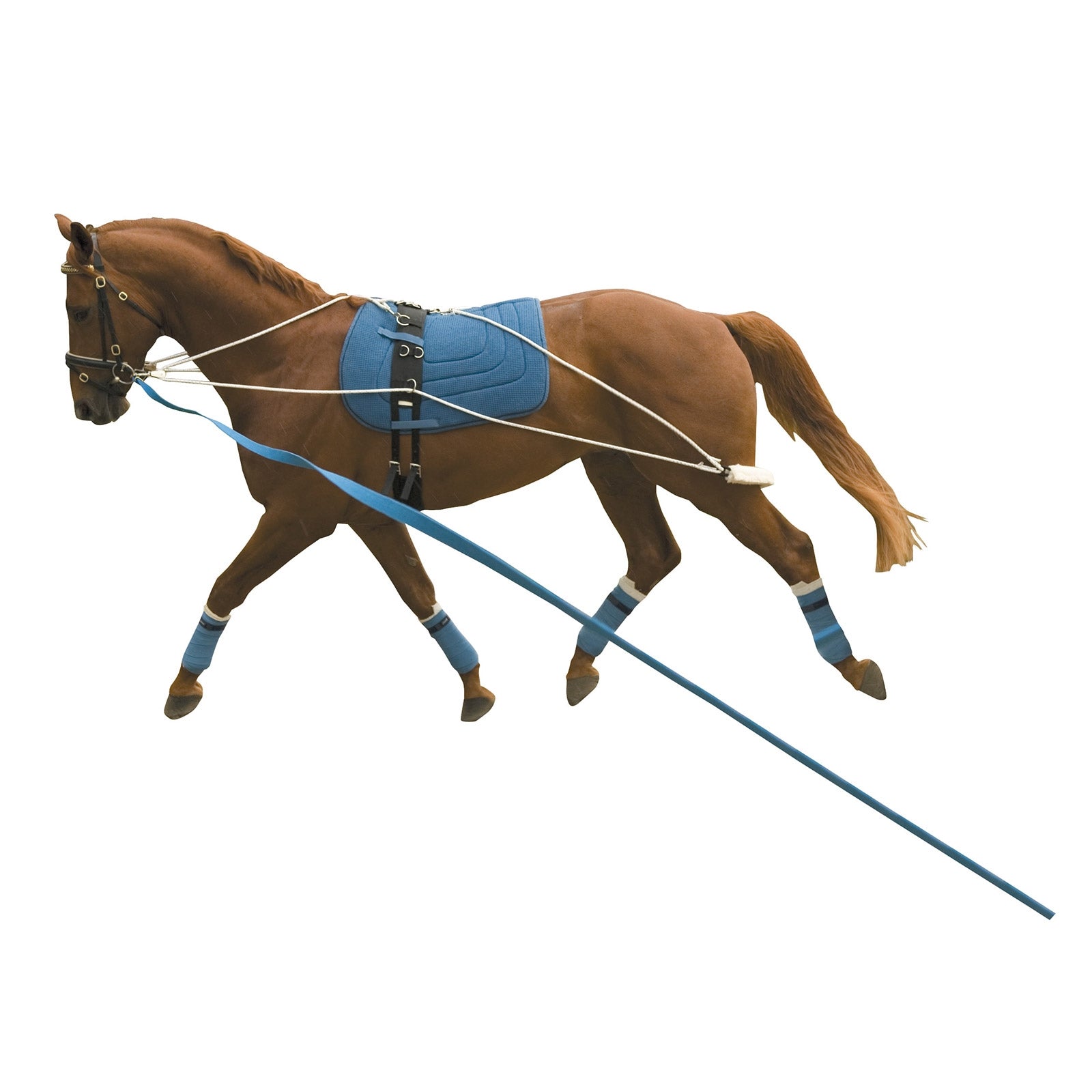 Kincade Longier Trainings-System Longieren & Bodenarbeit