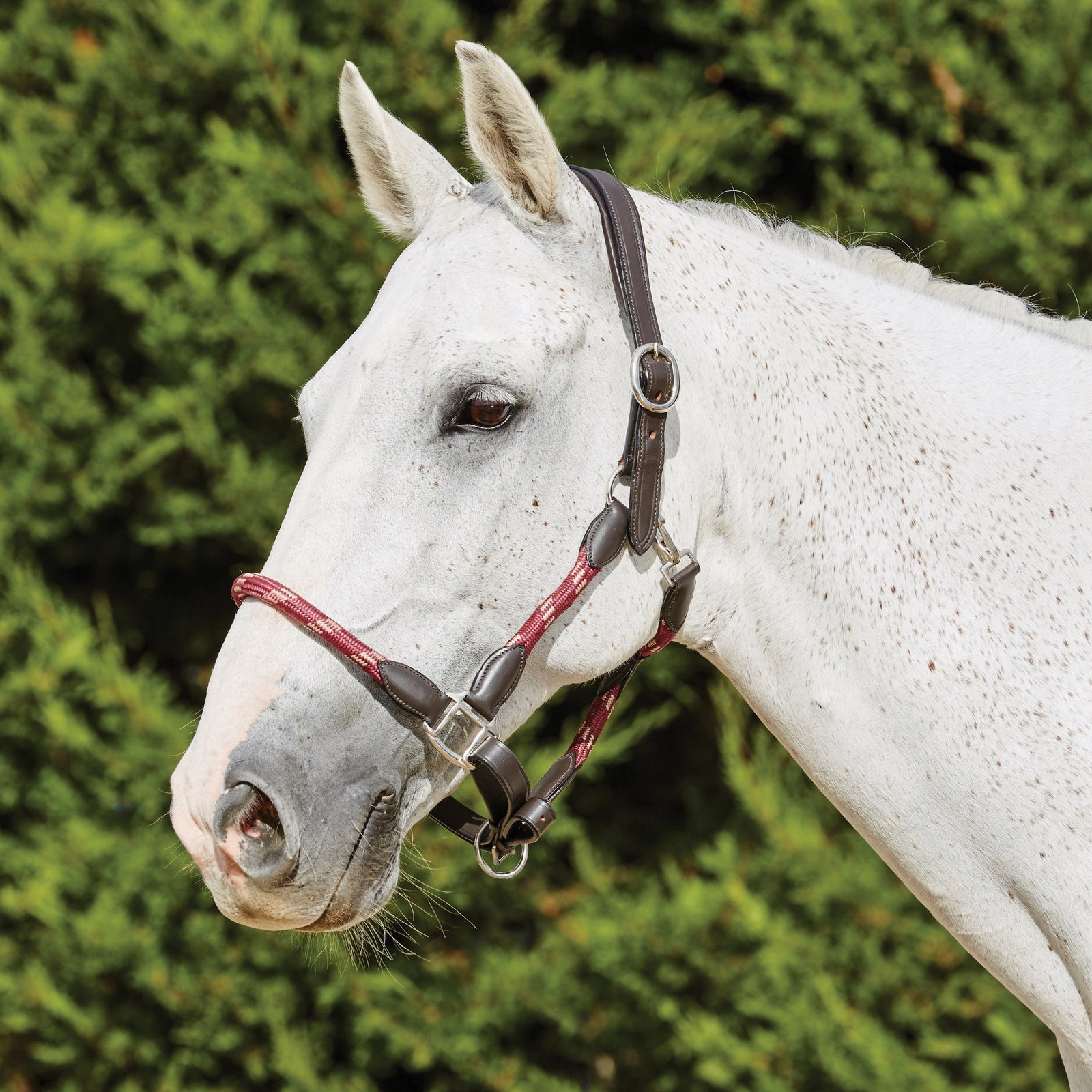 Kincade Lederhalfter mit Seil Halfter & Stricke