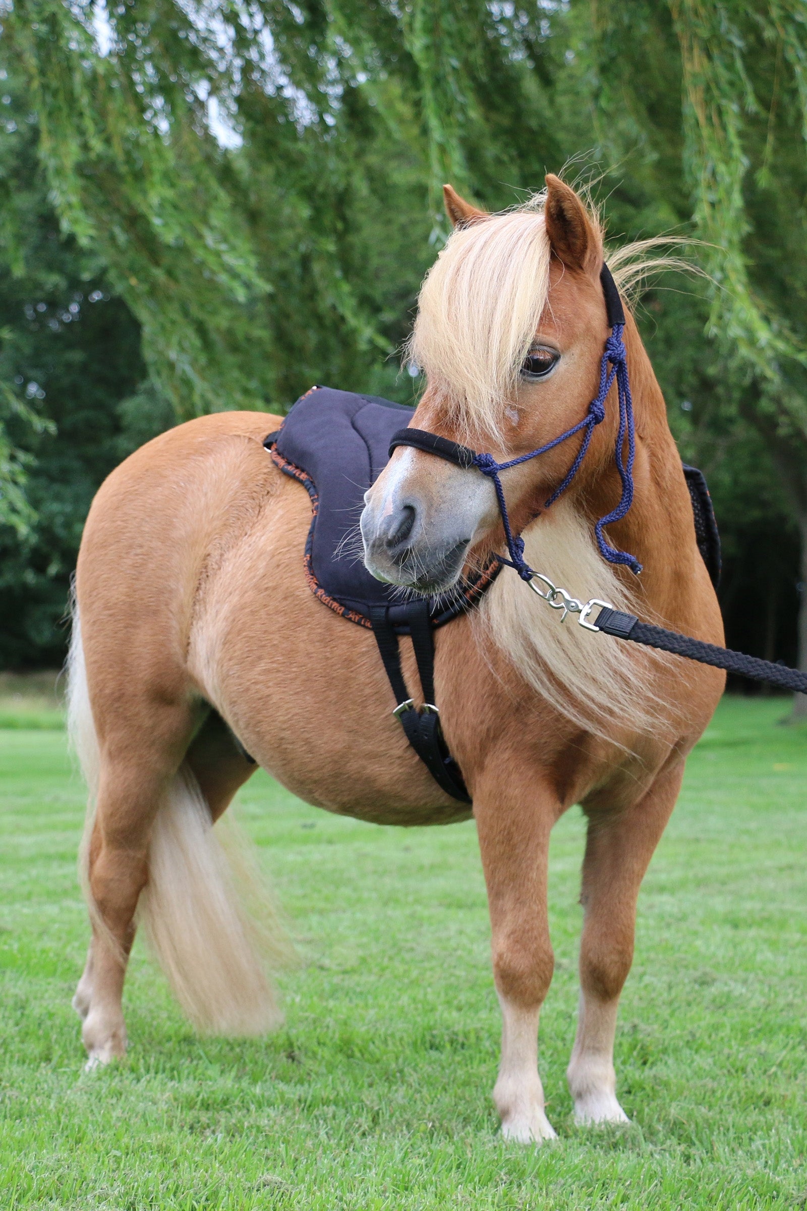 F.R.A. Freedom Riding Articles Capal Training Rope Halter 6mm (System 3) Nubuck Profi Halters & Leads