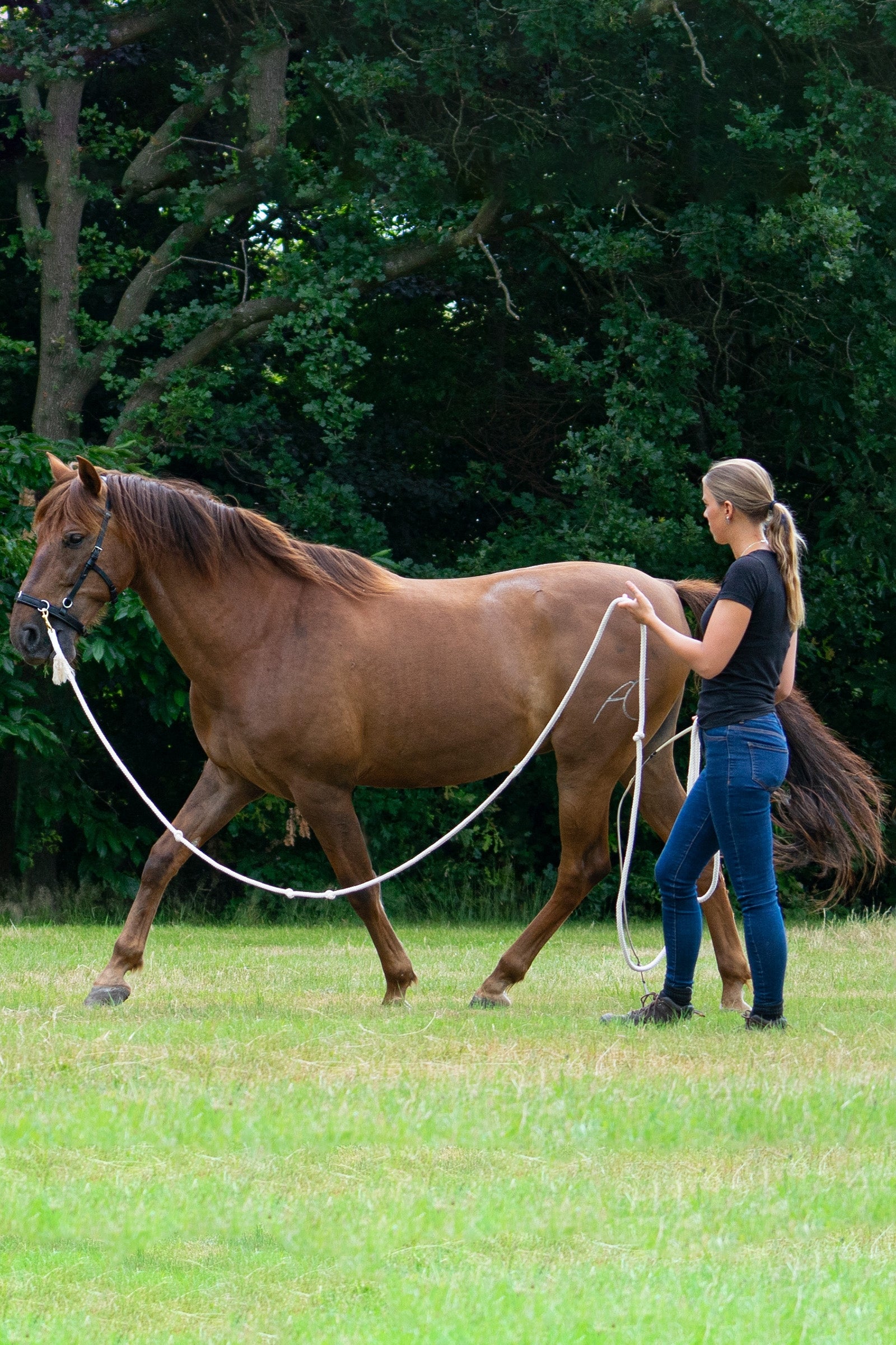 F.R.A. Freedom Riding Articles Flinn Working Line Cotton, 820 cm Horse Training