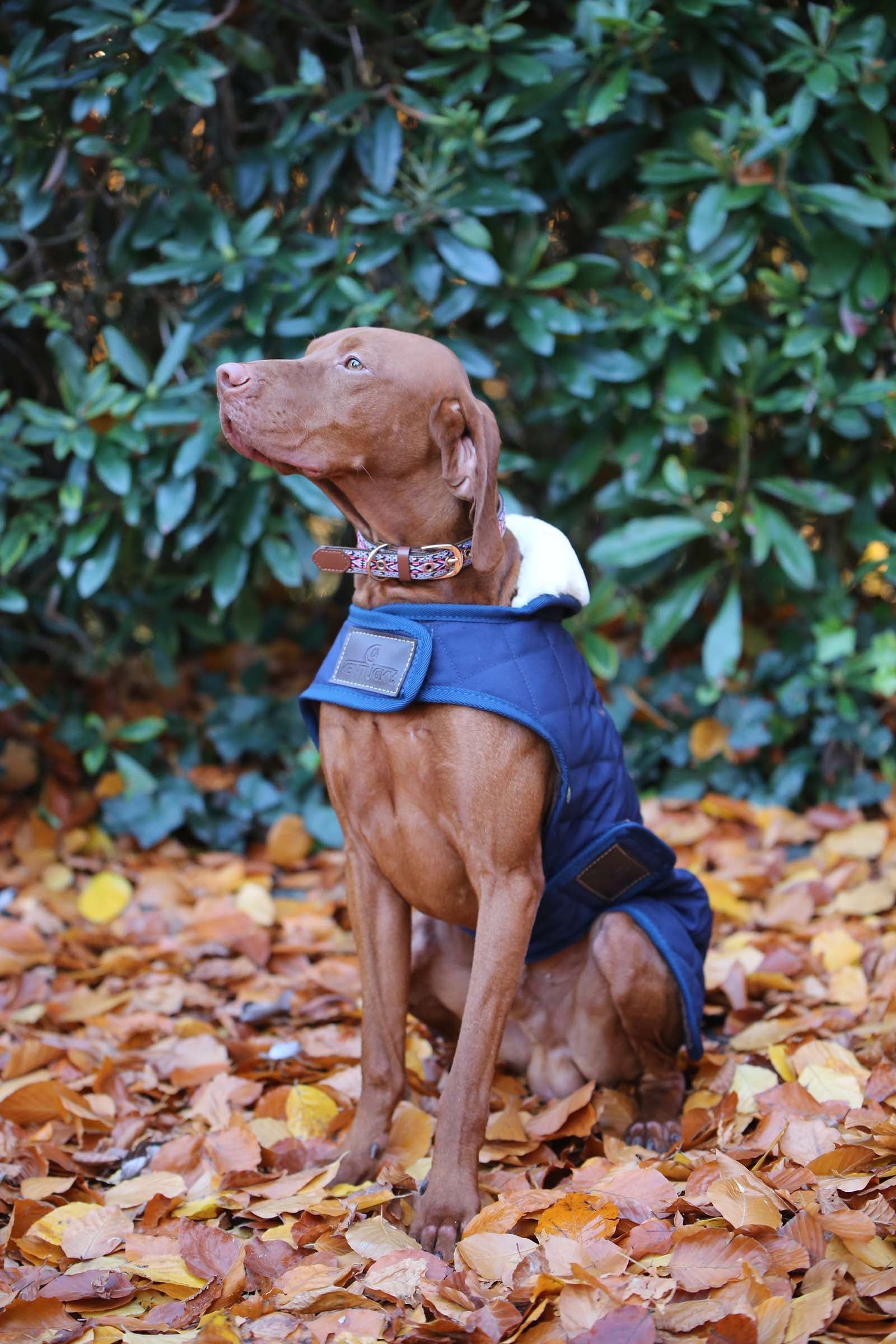 Kentucky Dogwear Hundemantel Hund