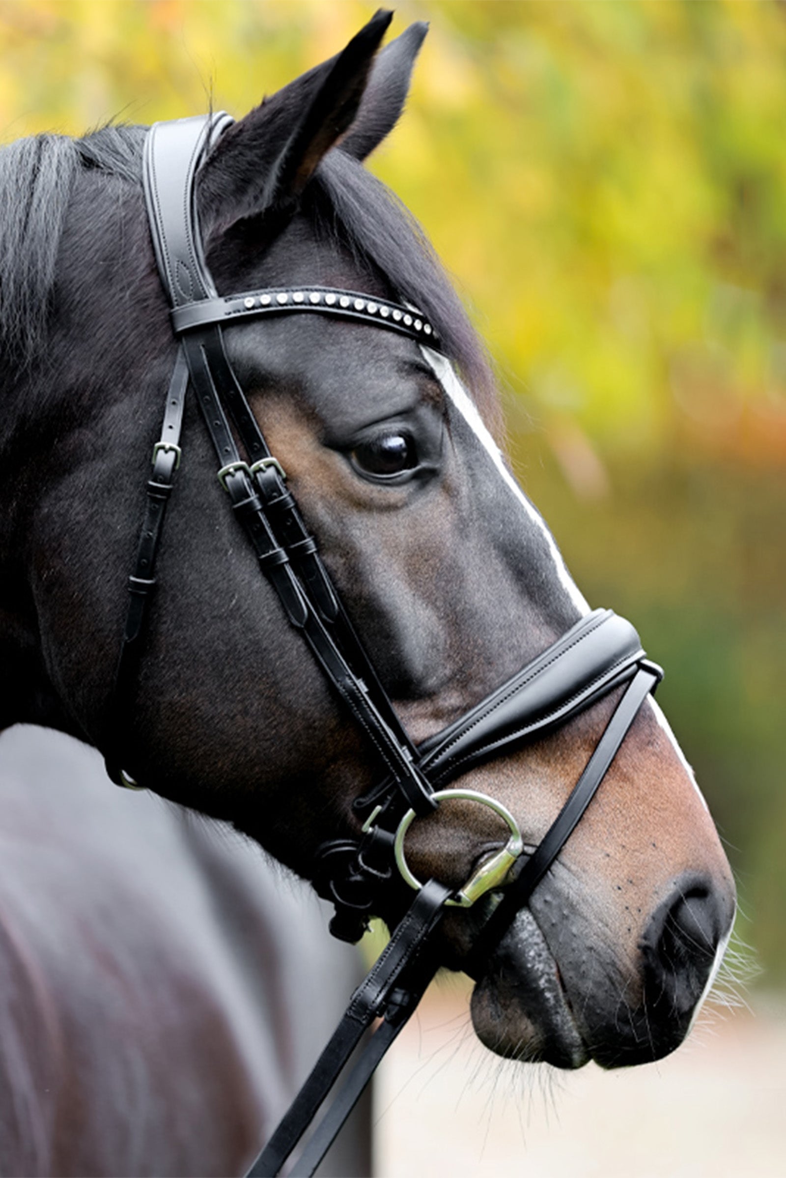 Kavalkade Charlotte Dressage Bridle Crank Noseband Bridles & Reins