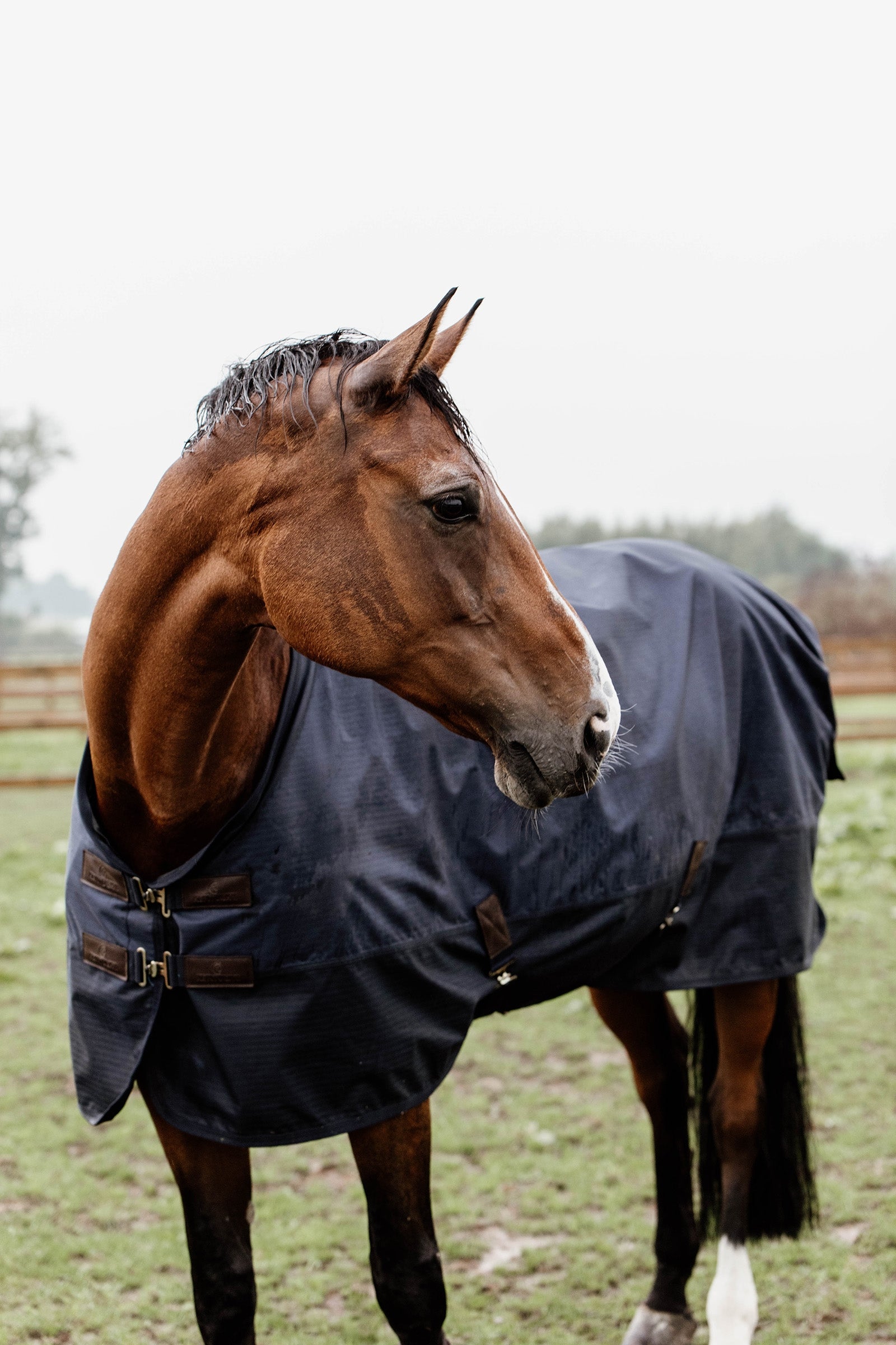 Kentucky Horsewear Turnout Rug All Weather, 300g Horse Rugs