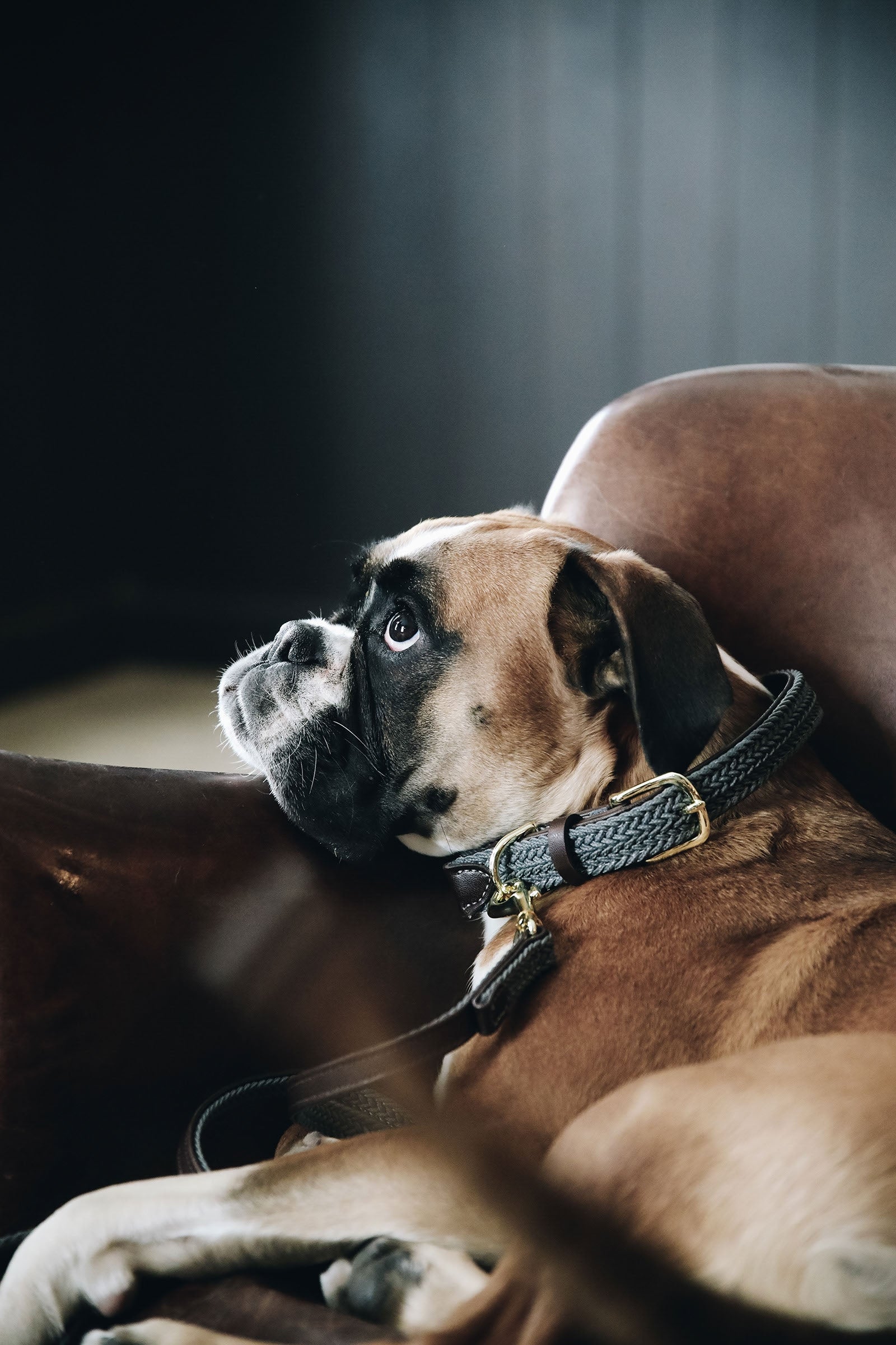 Kentucky Dogwear Geflochtenes Nylon Hundehalsband Hund