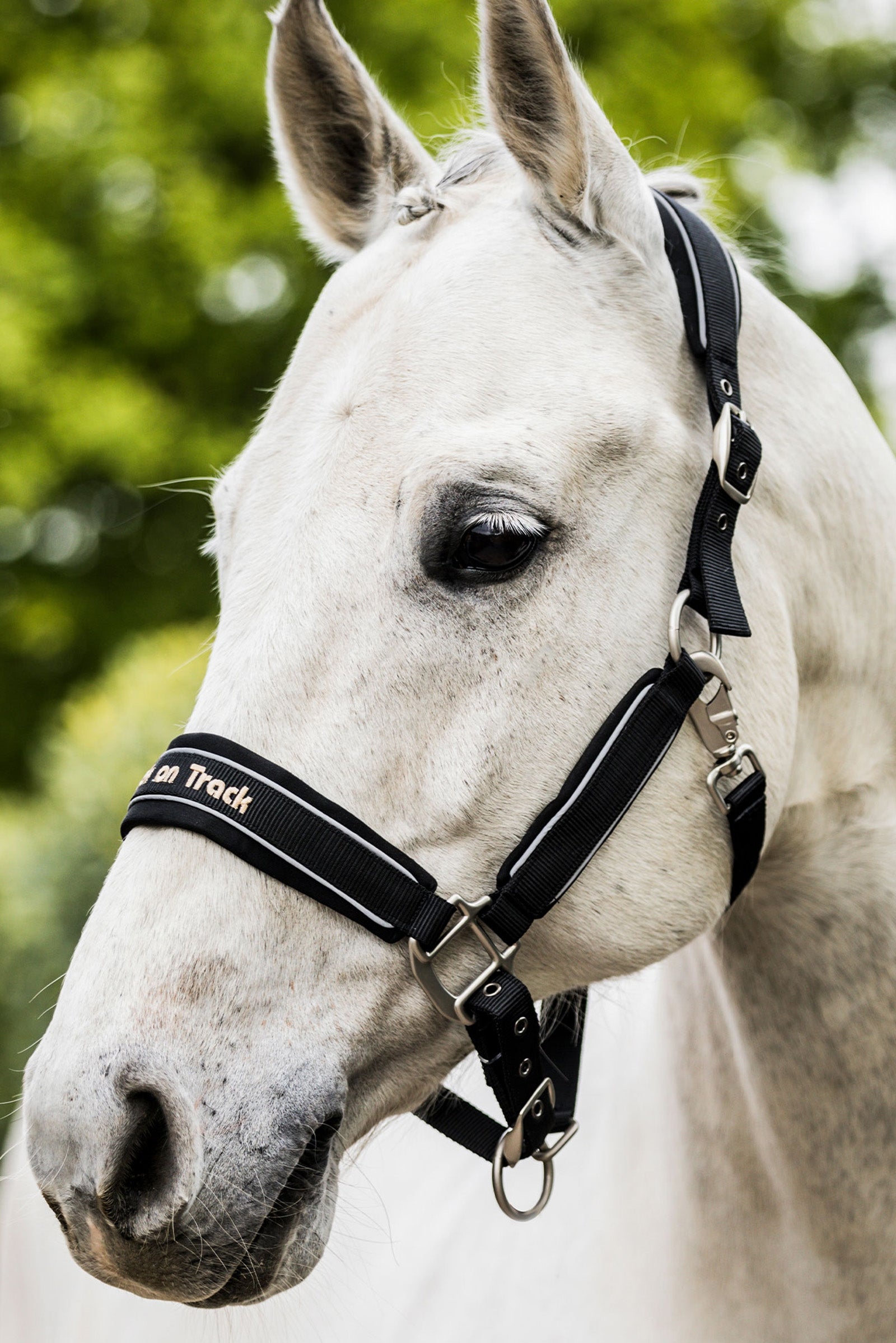 Back on Track Werano Halter Halters & Leads