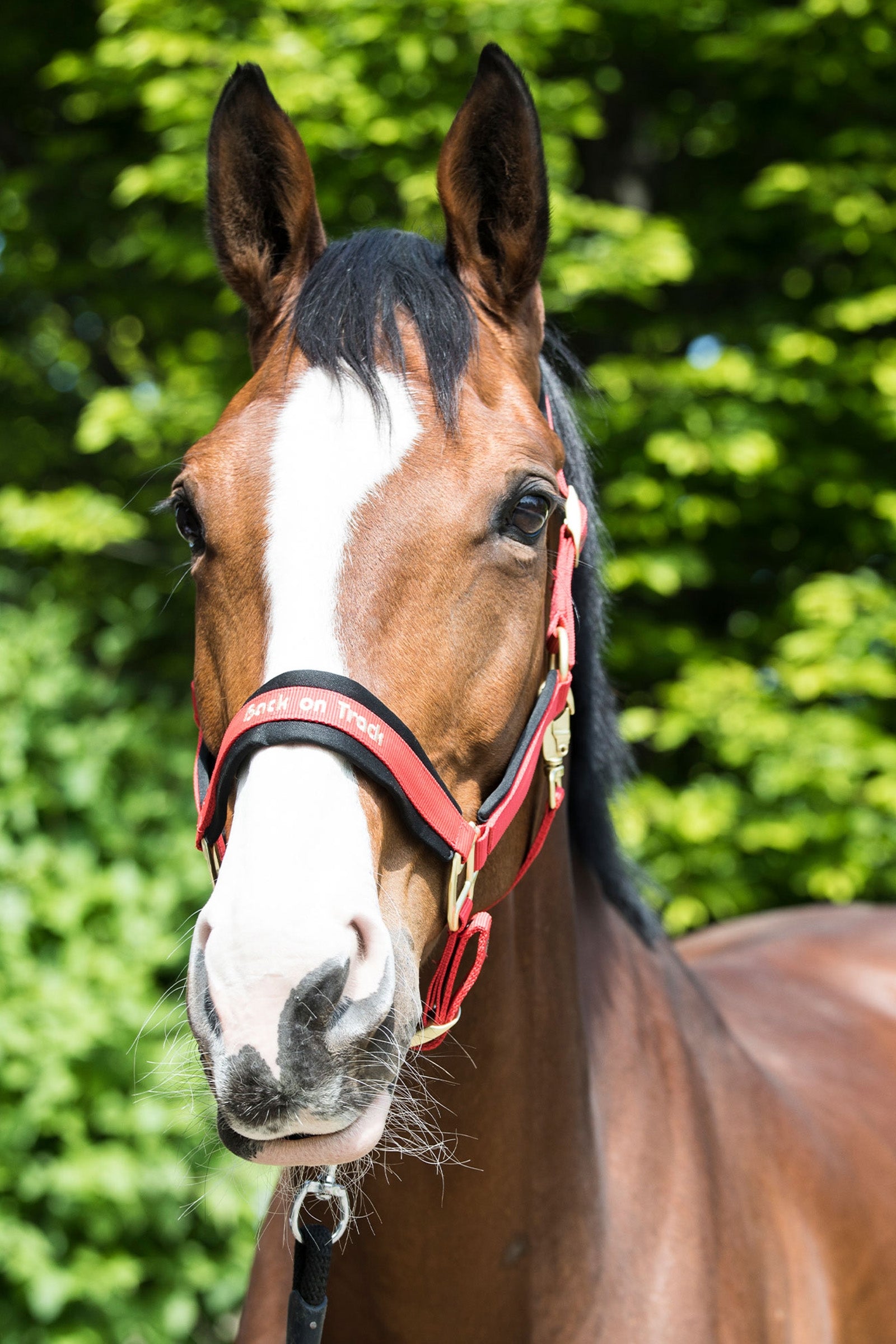 Back on Track Werano Halter Halters & Leads
