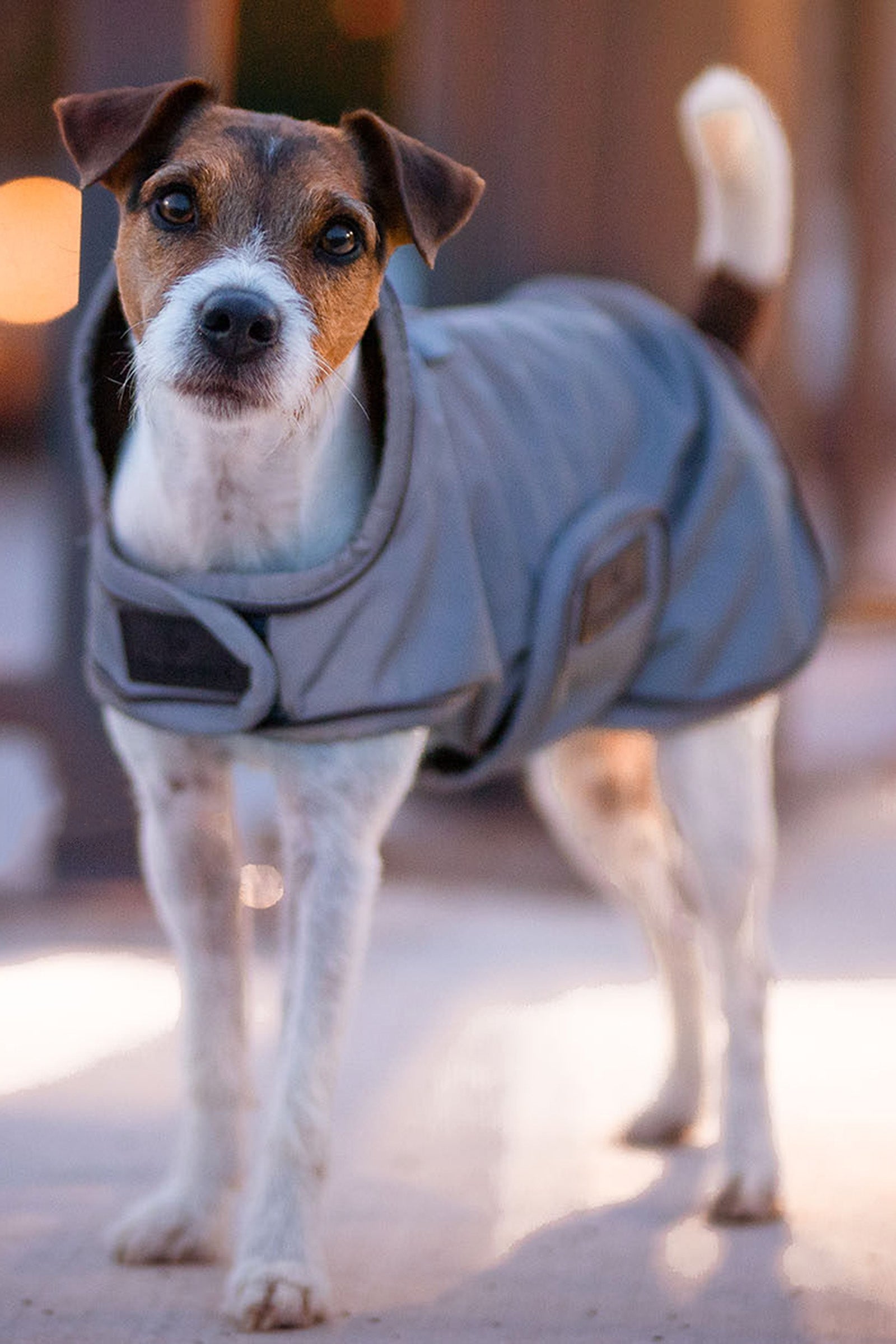 Kentucky Dogwear Dog Coat Reflective & Water Repellent Dog Accesories
