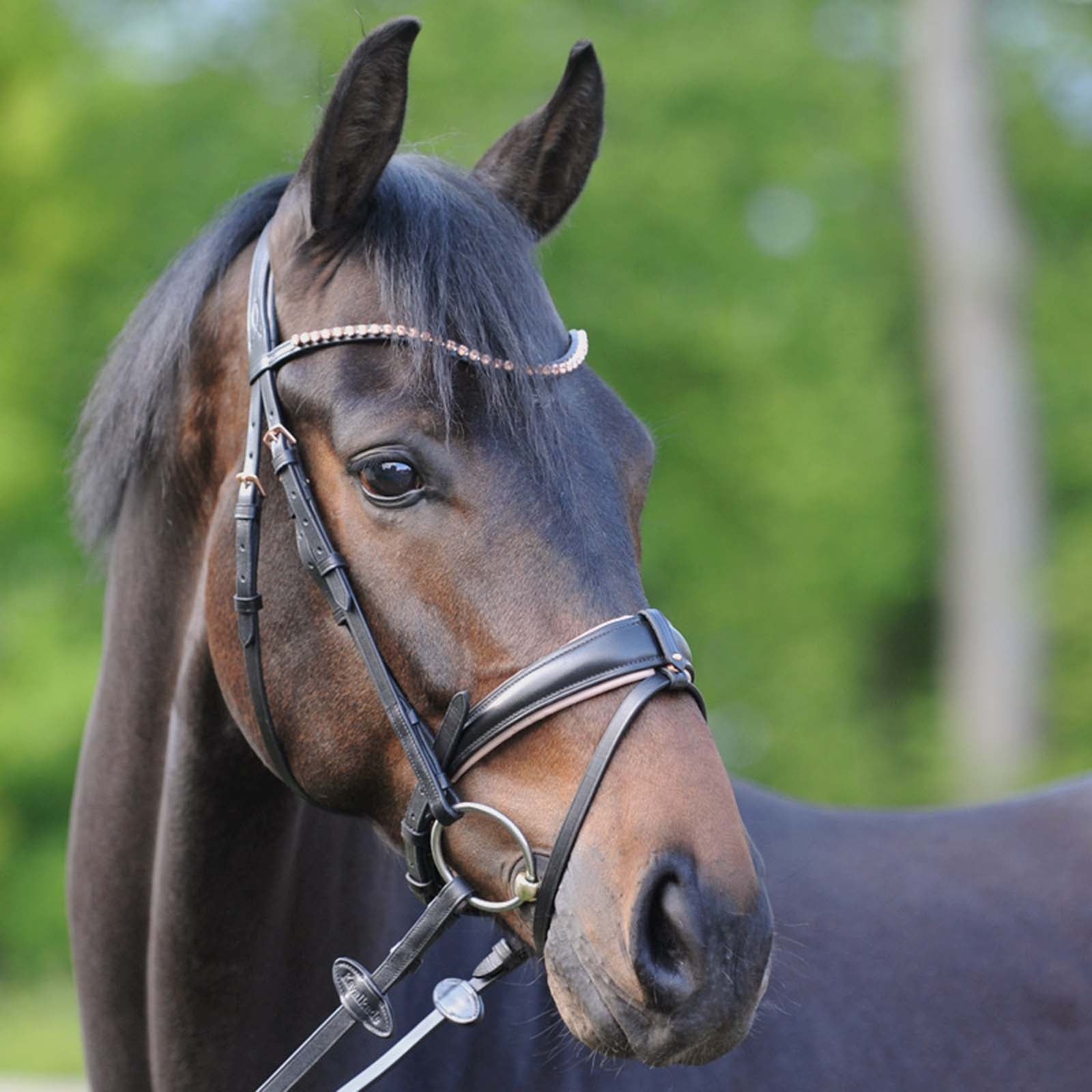 Kavalkade Bridle Rose Bridles & Reins