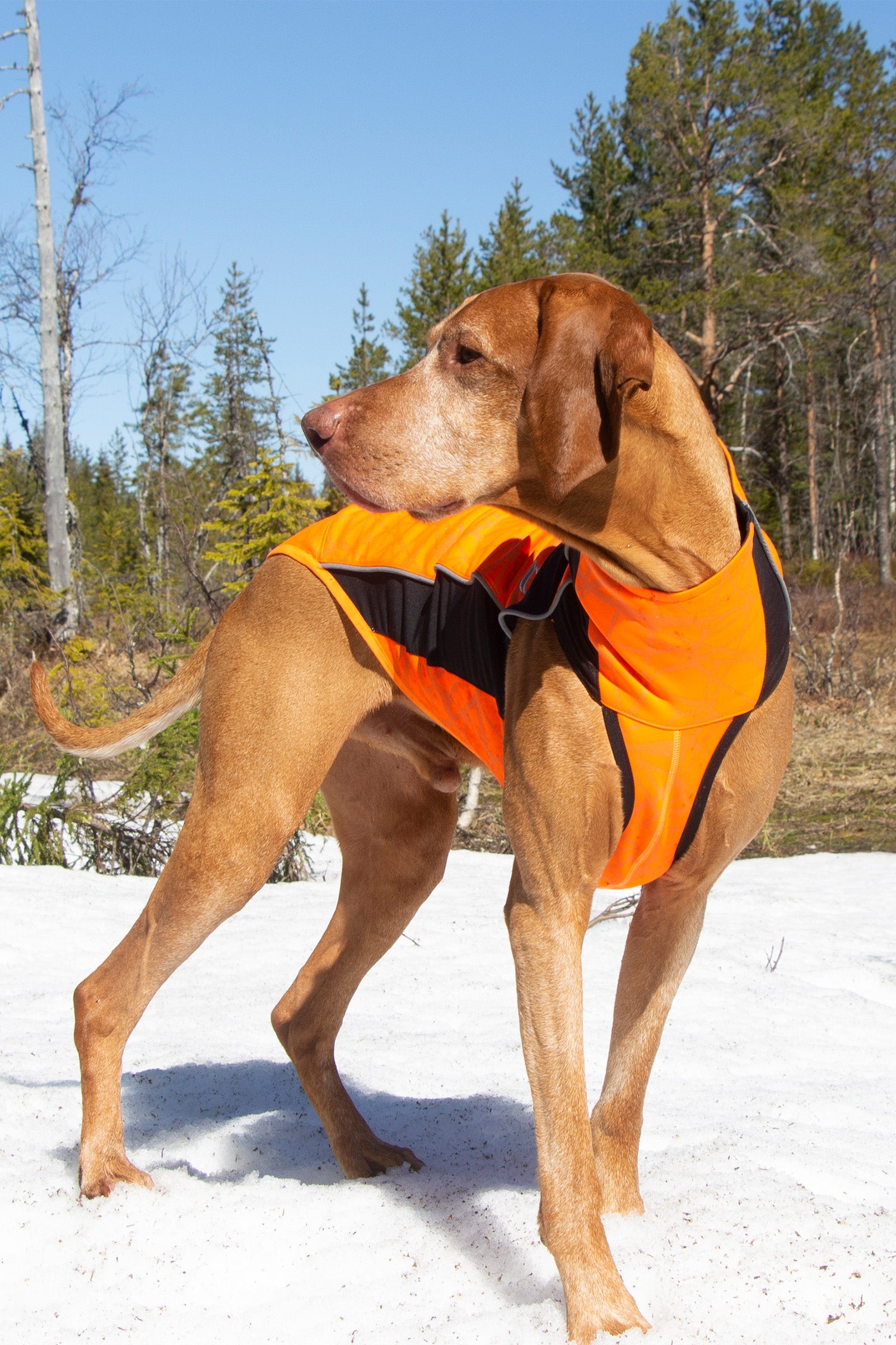 Back on Track Eddie High-Visibility Jumper, 60-70cm Dog Accesories