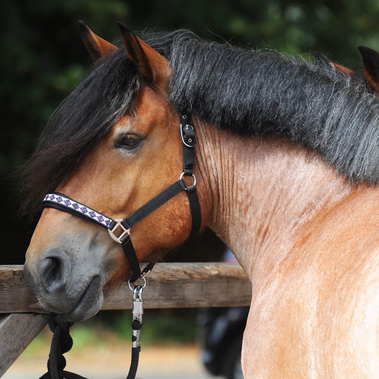 Kavalkade Classic Halfter Halfter & Stricke
