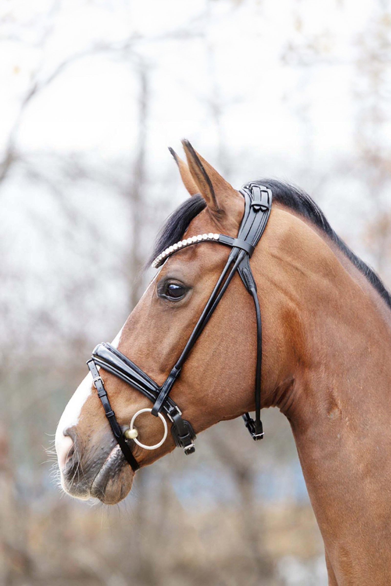 Kavalkade Florina KavalSH4 Bridle Bridles & Reins