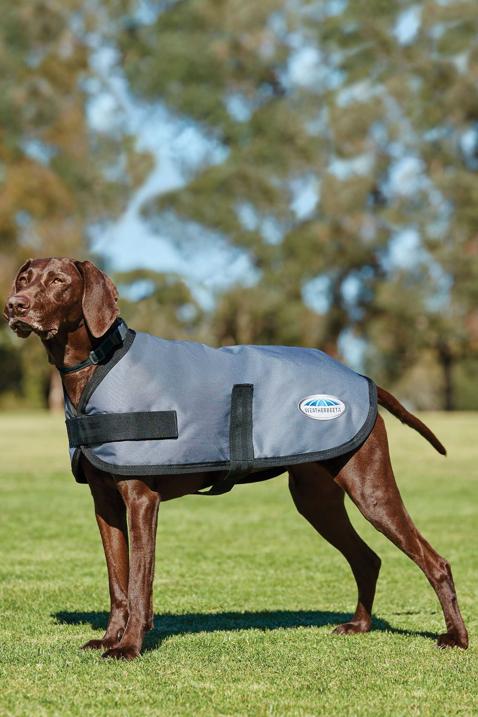 Weatherbeeta Comfitec Classic Dogcoat (25-40cm) Dog Accesories