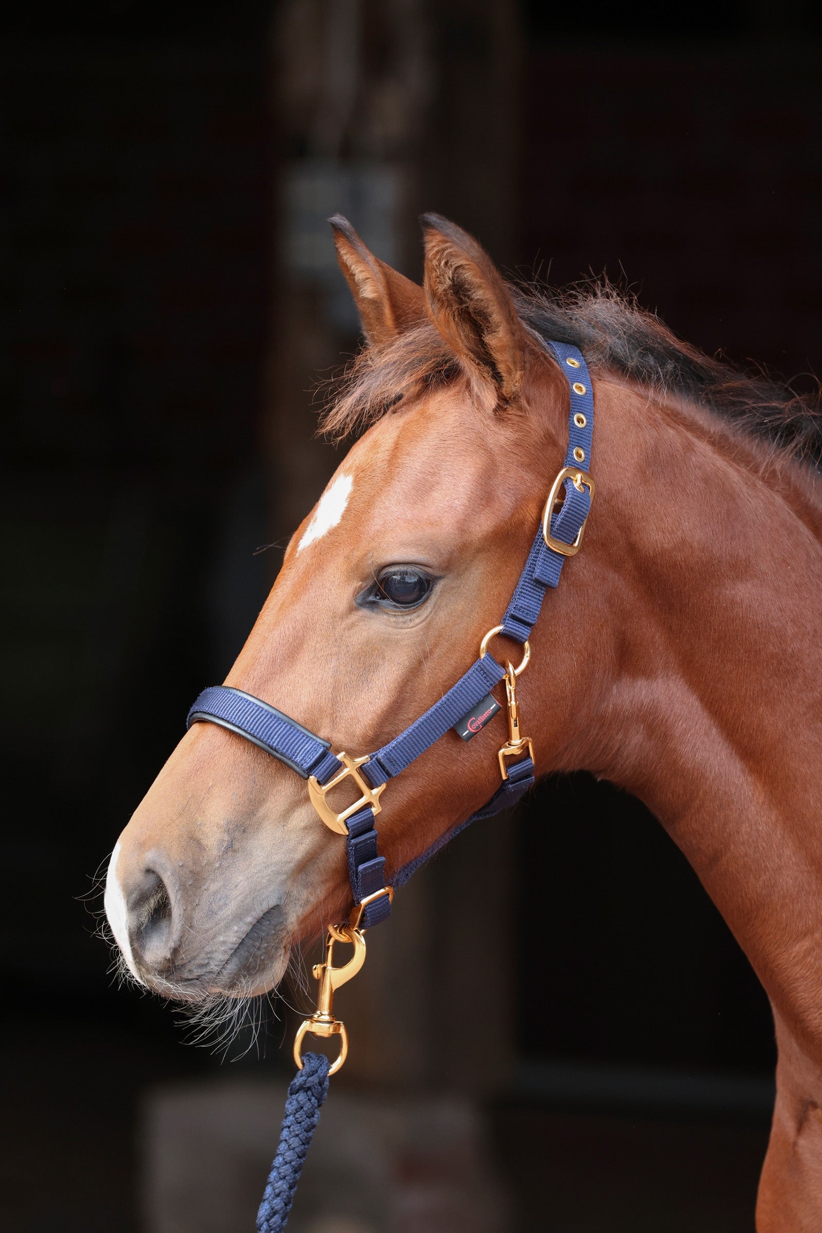 Covalliero TopLine Fohlenhalfter Halfter & Stricke