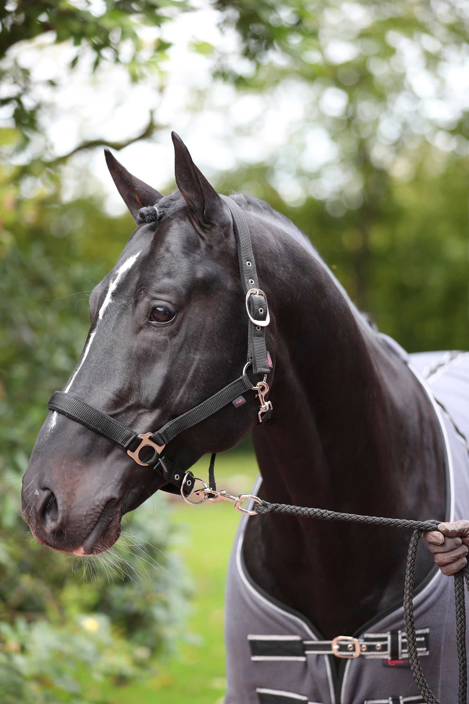 Covalliero Dexter Halfter mit Fleecefutter Halfter & Stricke