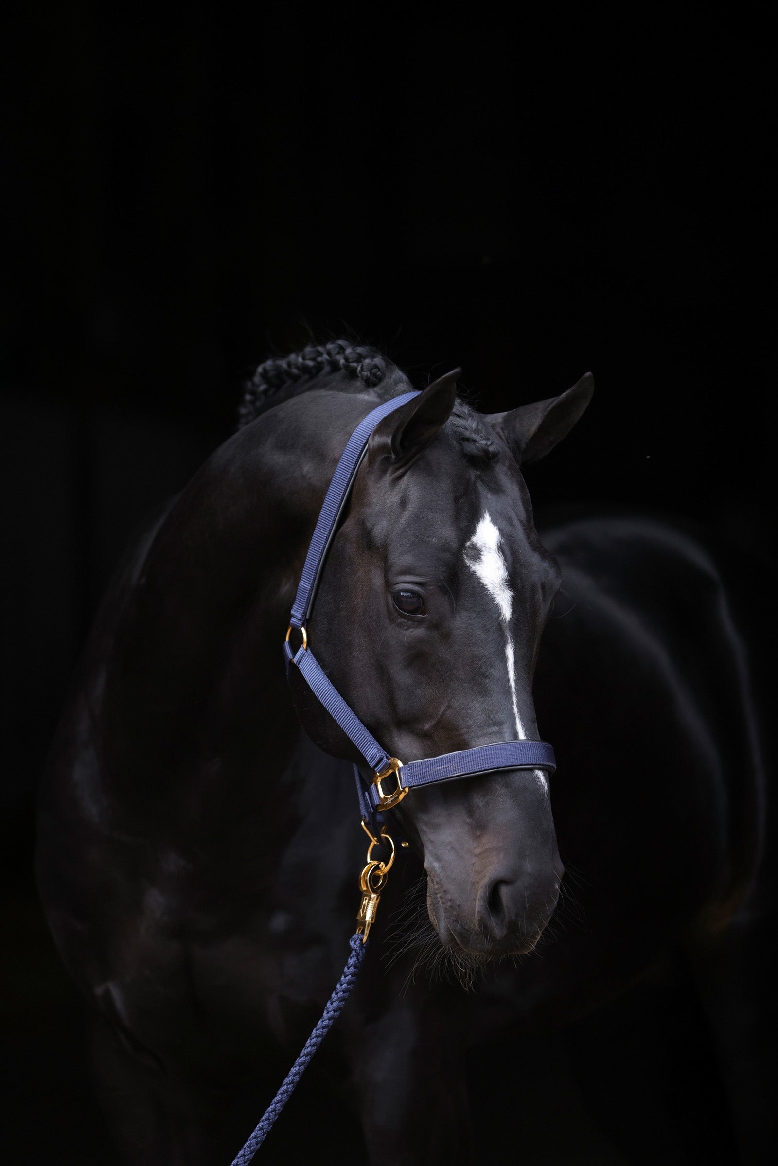 Covalliero TopLine Halfter Halfter & Stricke