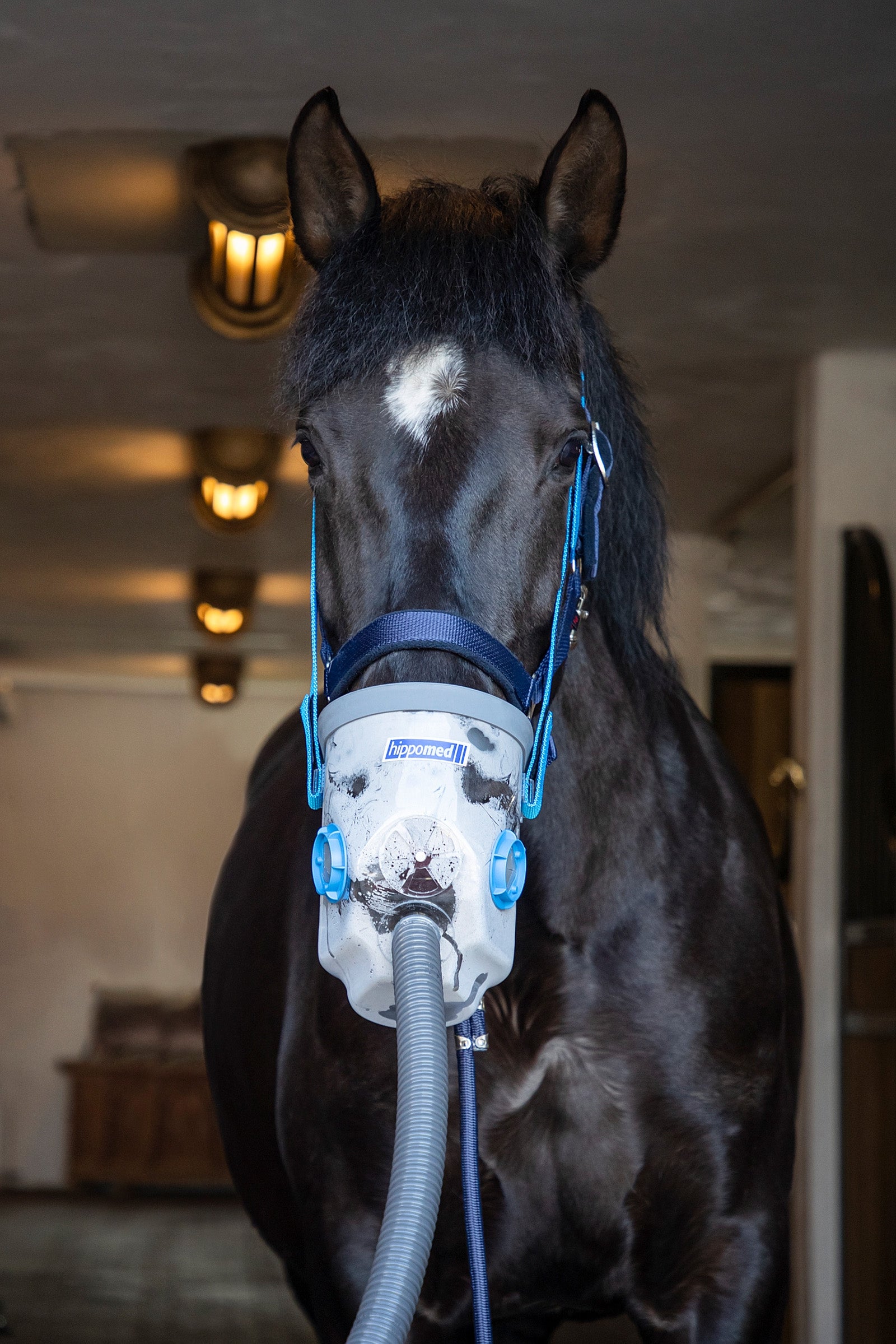 Hippomed AirOne Ultrasound Inhaler with Mask, Warmblood Horse Health Care