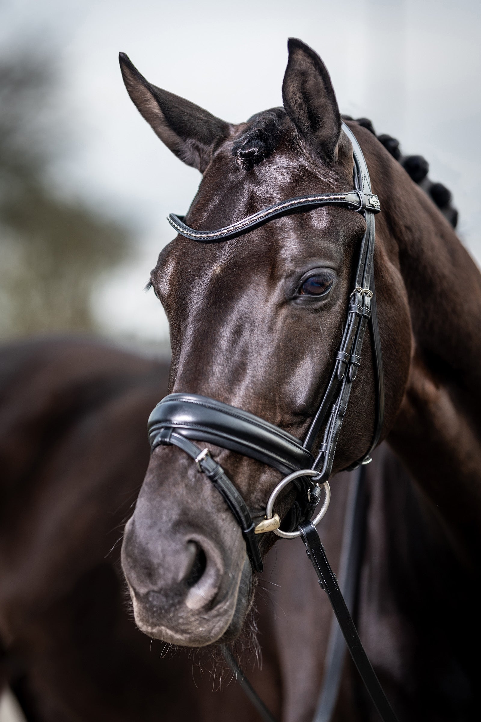 LeMieux Kudos Classic Dressage Bridle Bridles & Reins