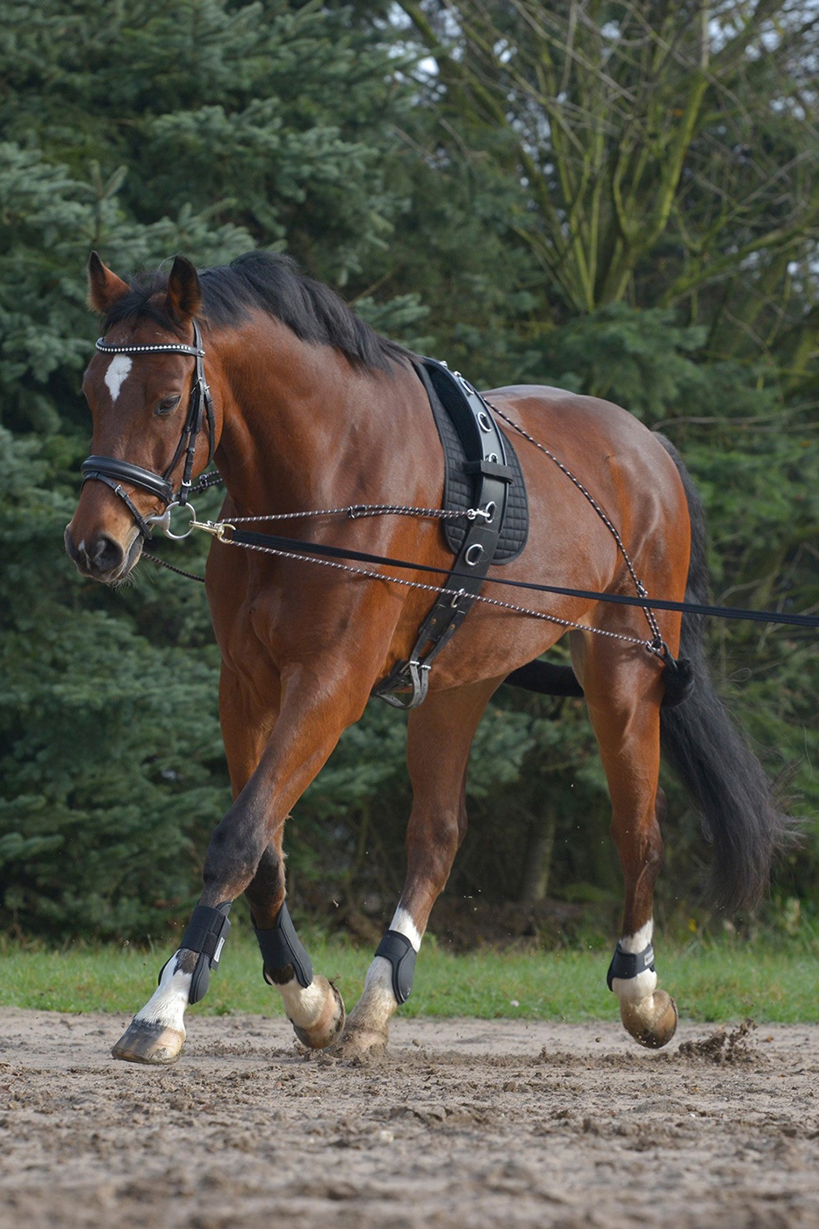 Waldhausen Lunging System Horse Training