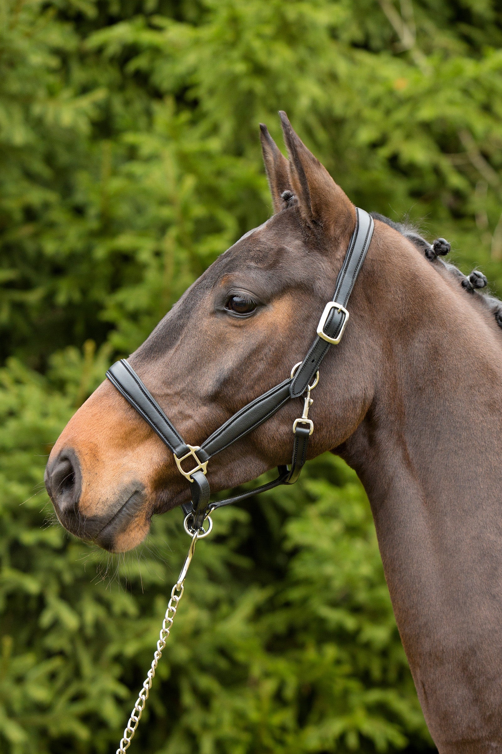 Kieffer Ultrasoft® Leder-Stallhalfter Halfter & Stricke