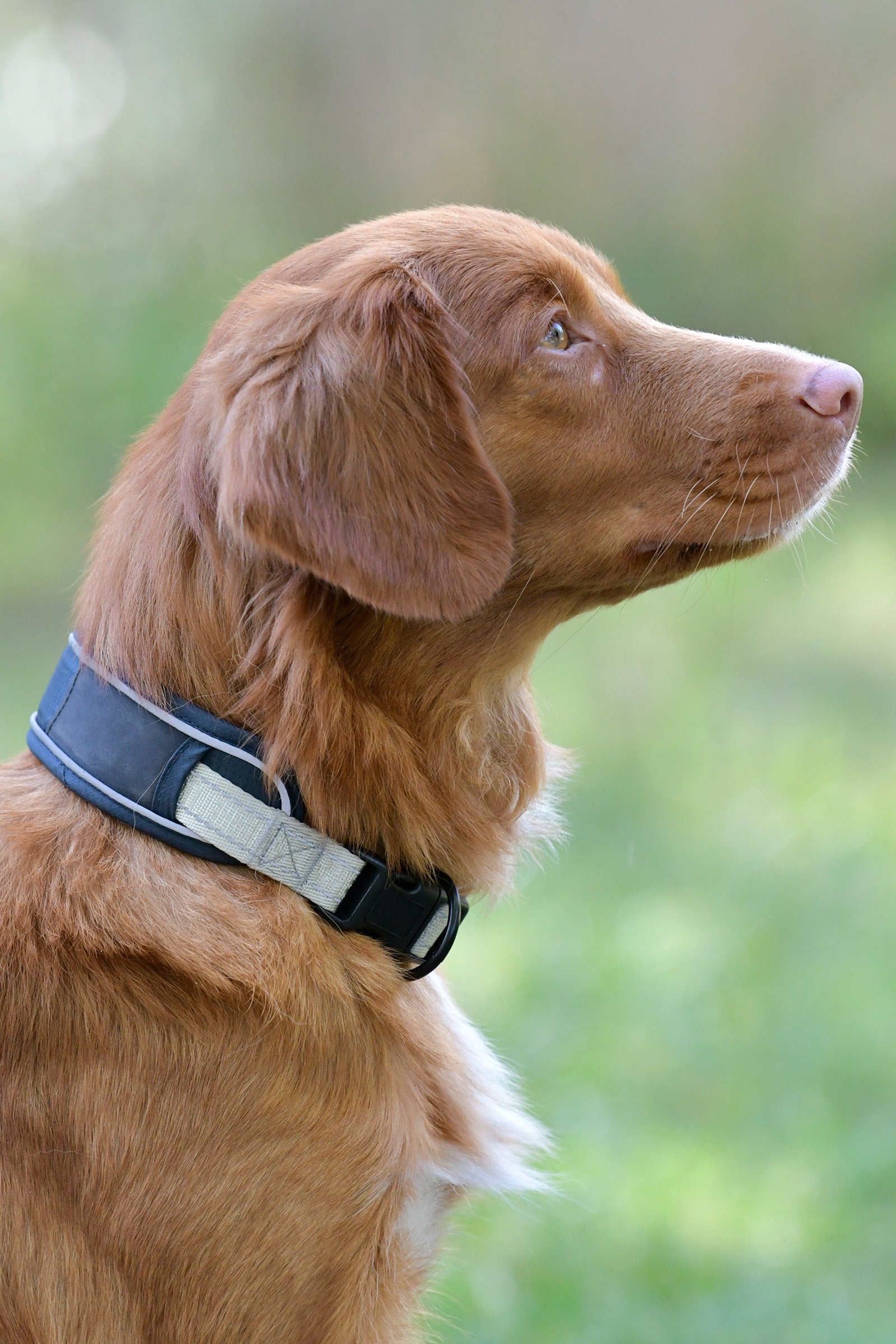 Weatherbeeta Explorer Hundehalsband Hund