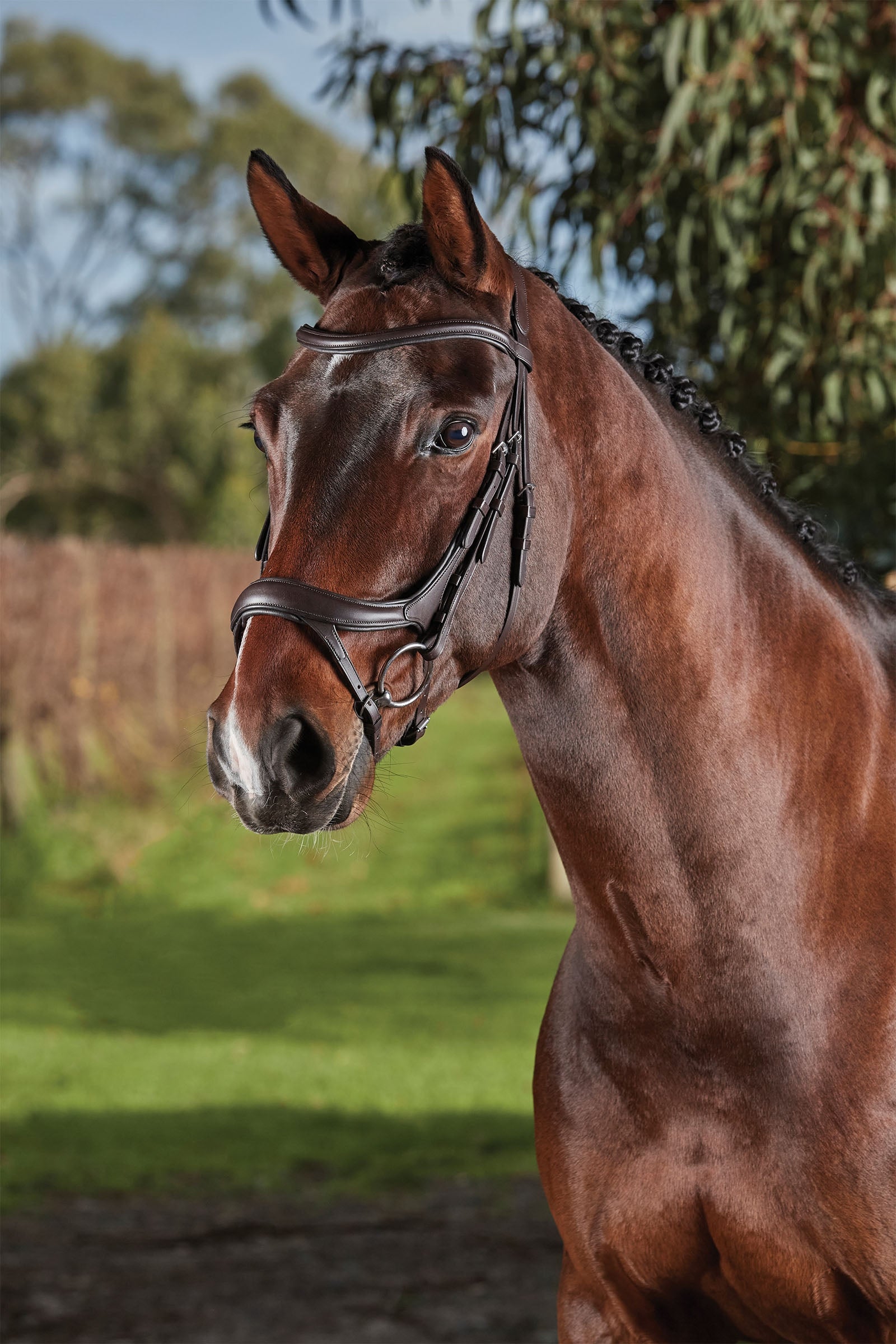 Collegiate Comfitec Vogue anatomisch geformte Trense Trensenzäume & Zügel