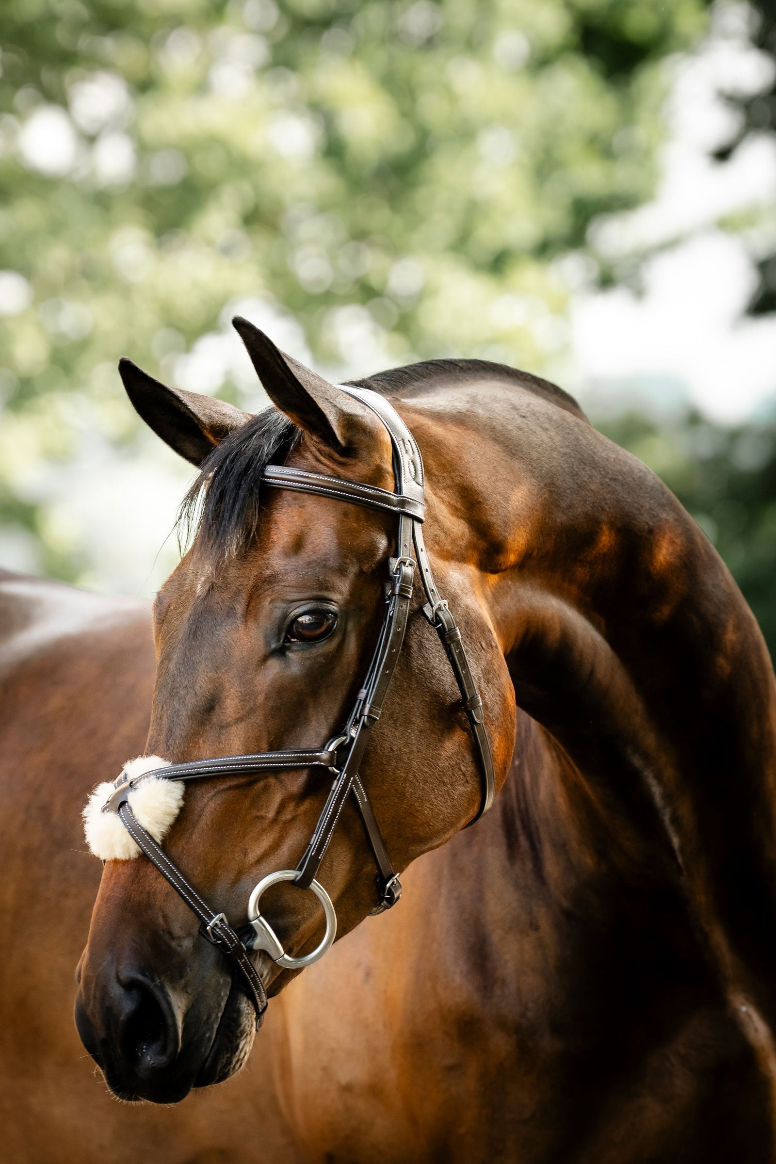 Horseware Trense mit Mexikanischem Reithalfter Trensenzäume & Zügel