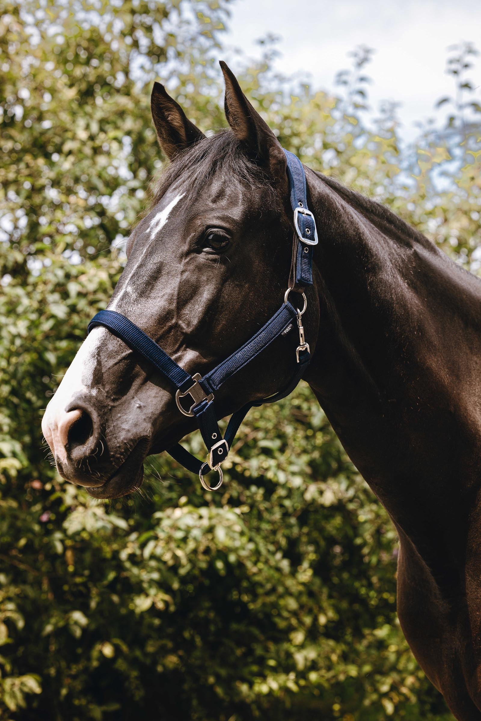 EQUITHÈME Protector Nylonhalfter Halfter & Stricke